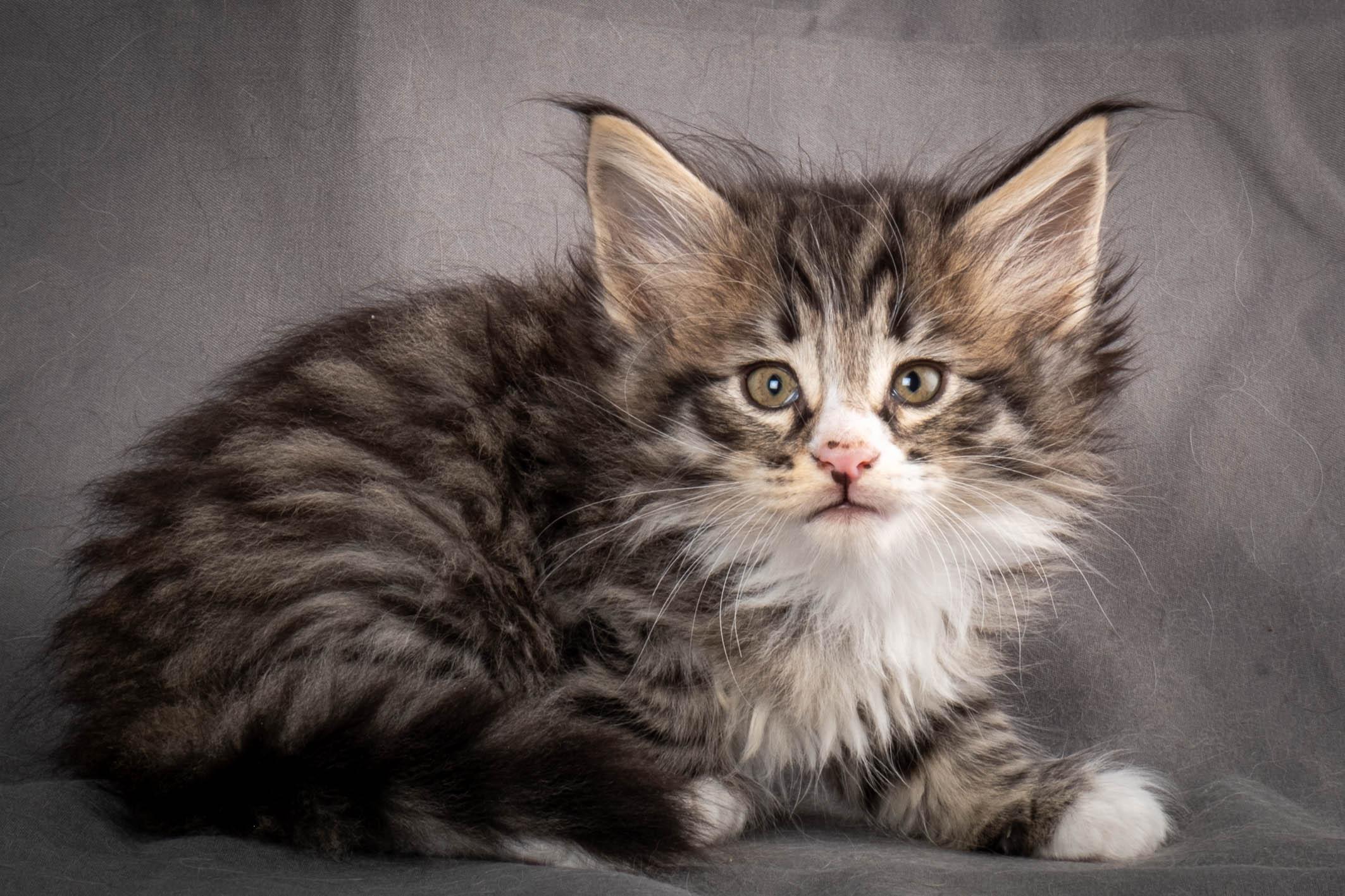 (N)Migoto's Yami, NFO n 09 24