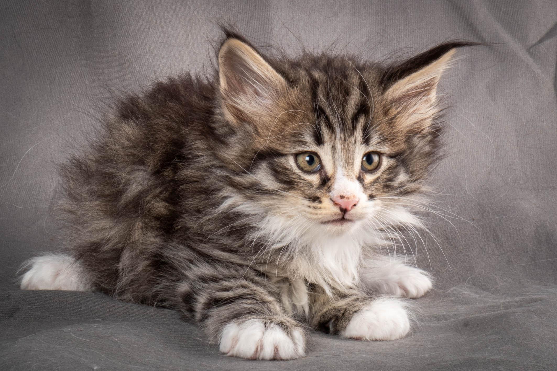 (N)Migoto's Yami, NFO n 09 24