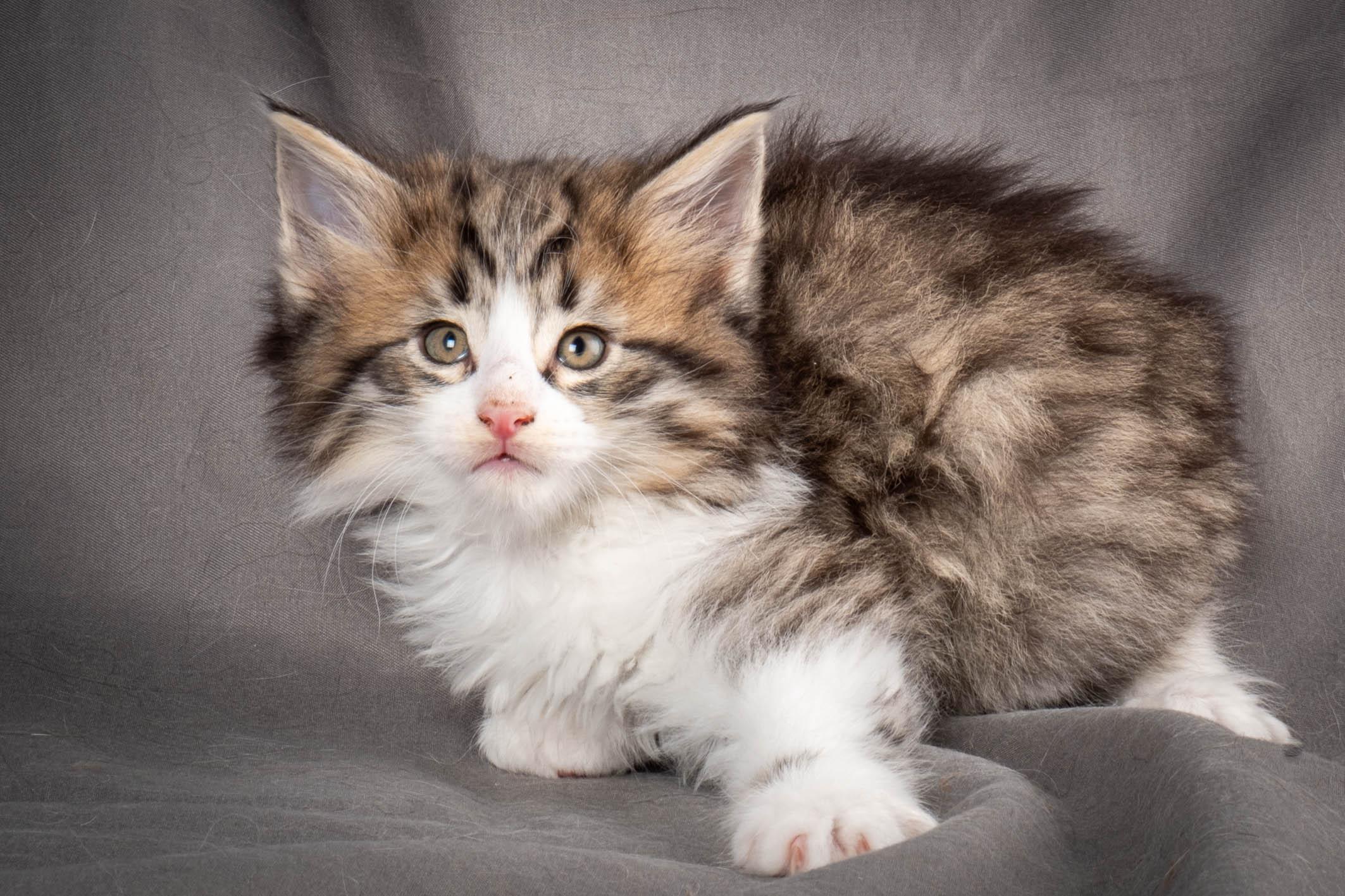 (N)Migoto's Yared, NFO n 09 24