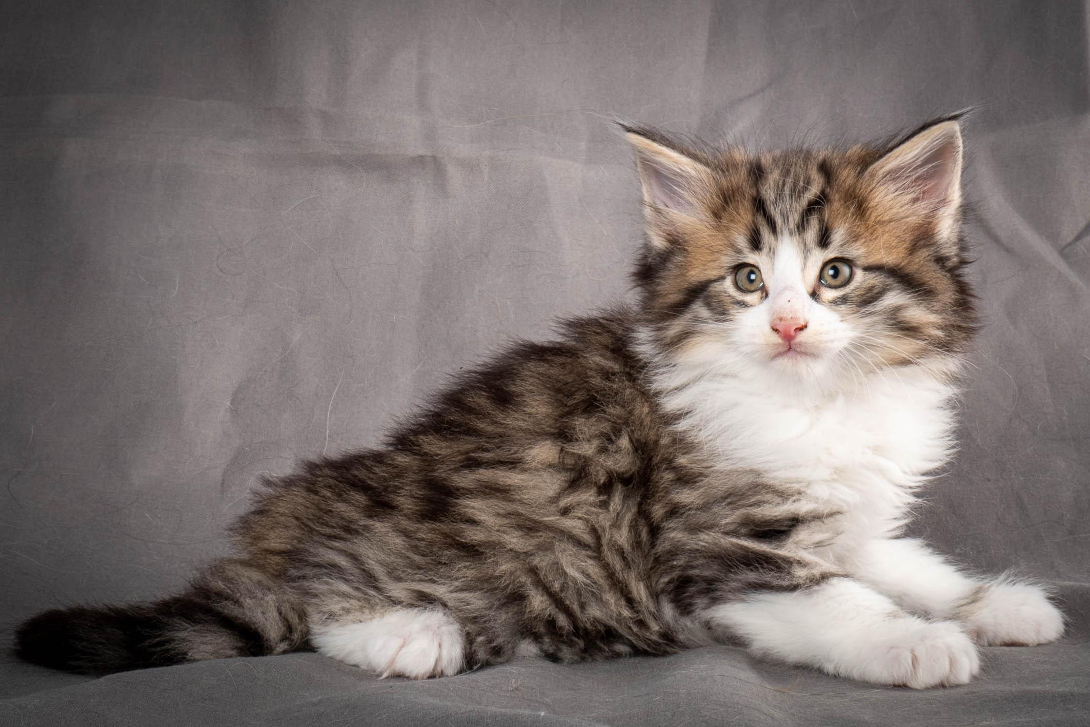 (N)Migoto's Yared, NFO n 09 24