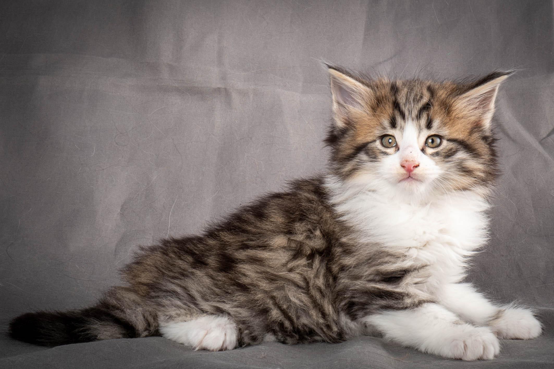 (N)Migoto's Yared, NFO n 09 24