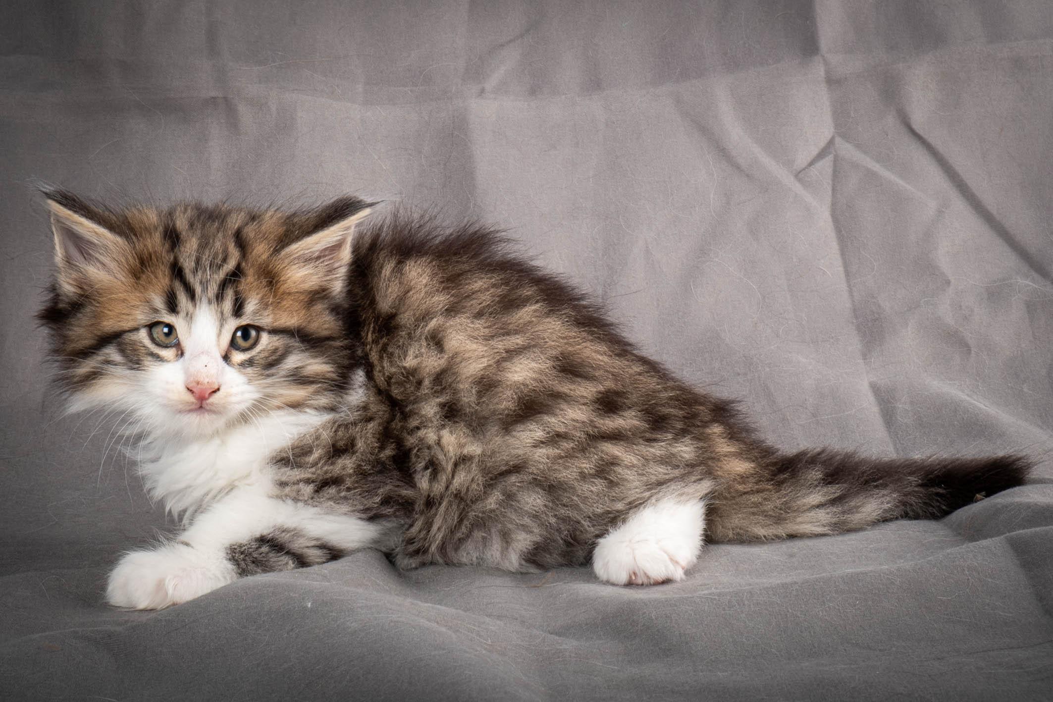 (N)Migoto's Yared, NFO n 09 24