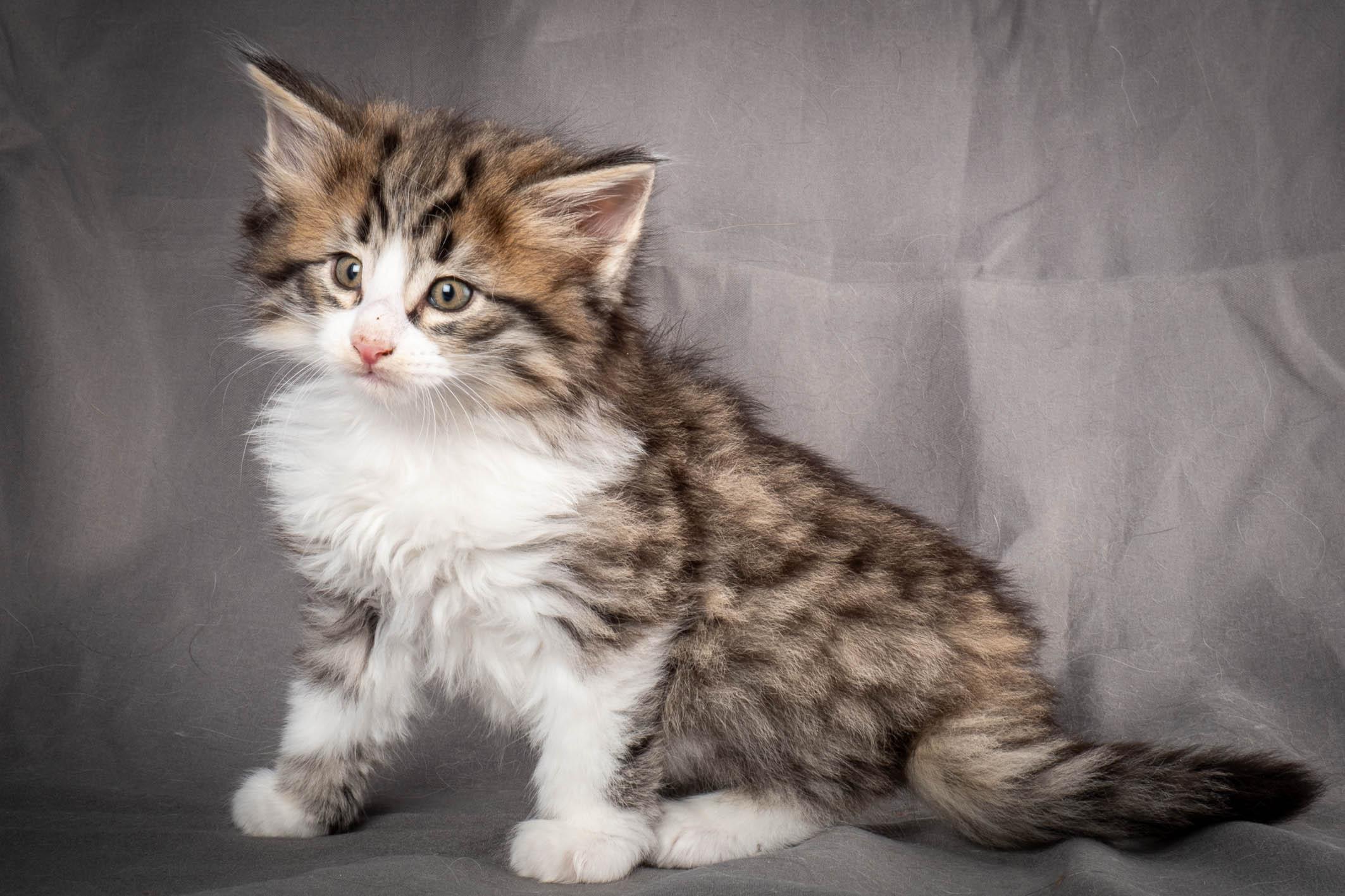 (N)Migoto's Yared, NFO n 09 24