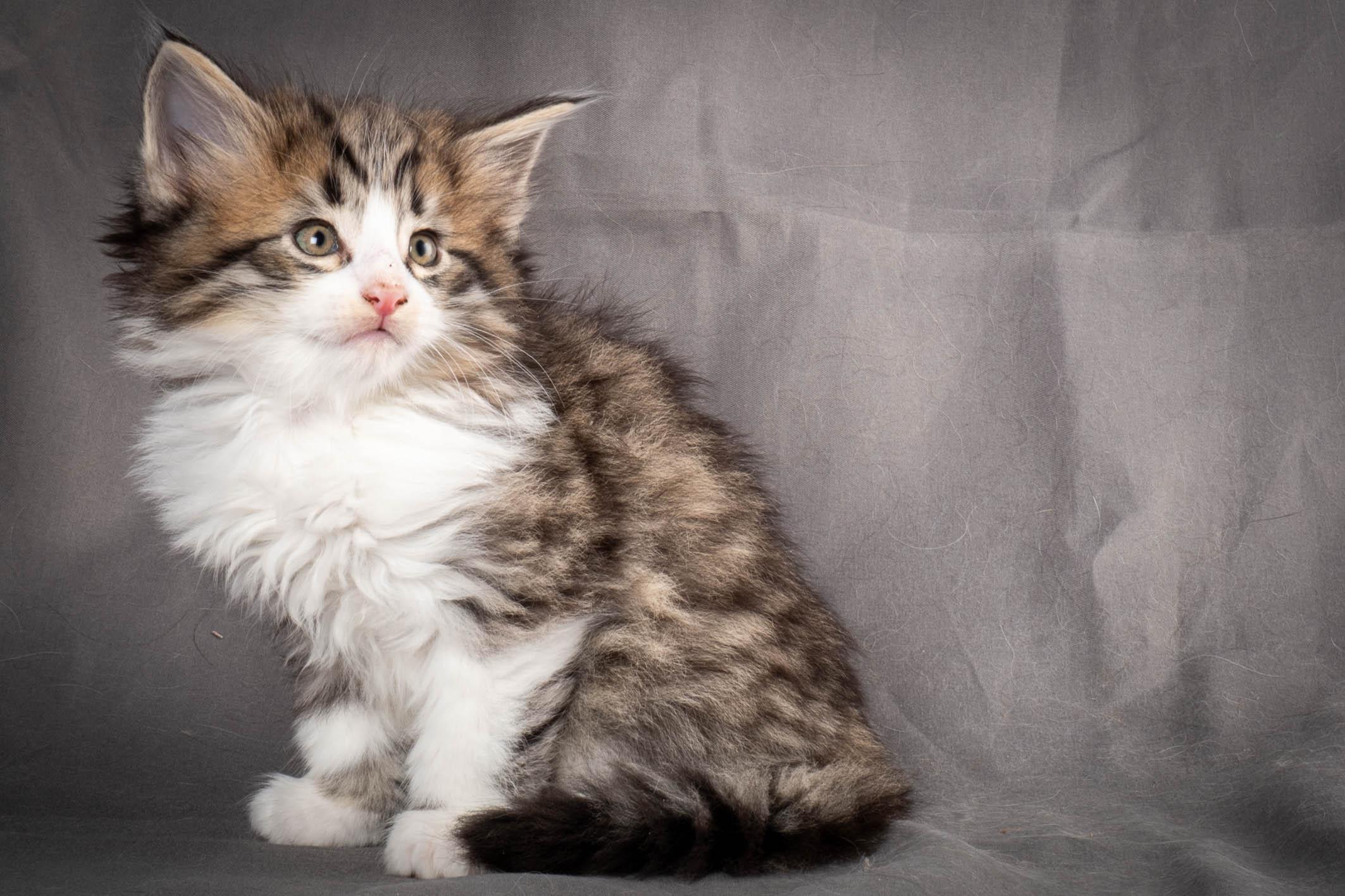 (N)Migoto's Yared, NFO n 09 24