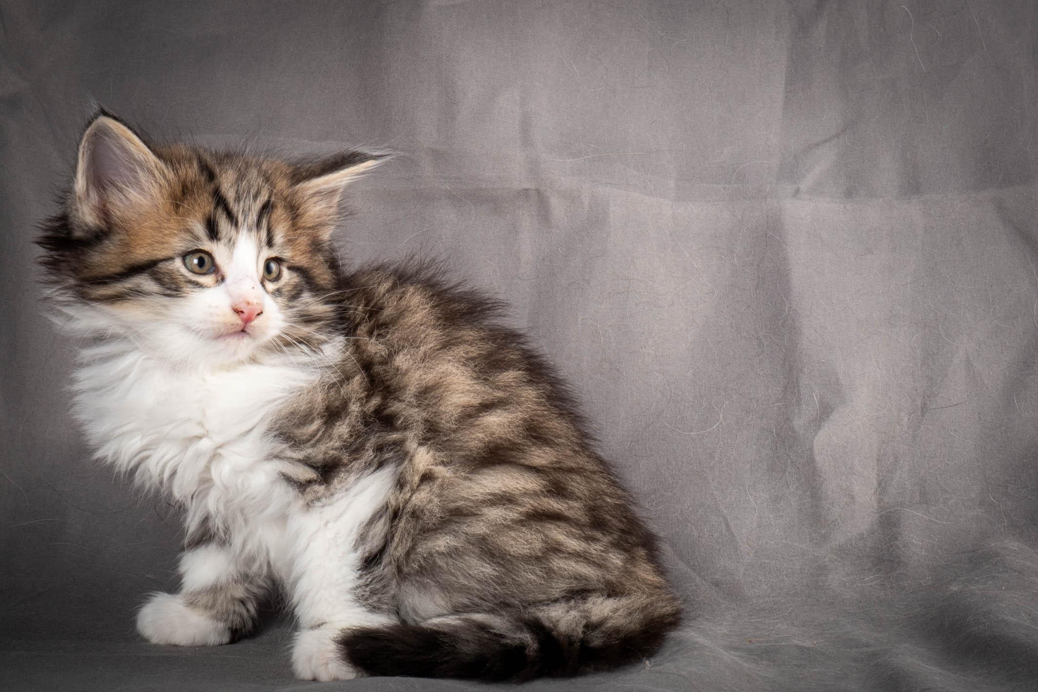 (N)Migoto's Yared, NFO n 09 24