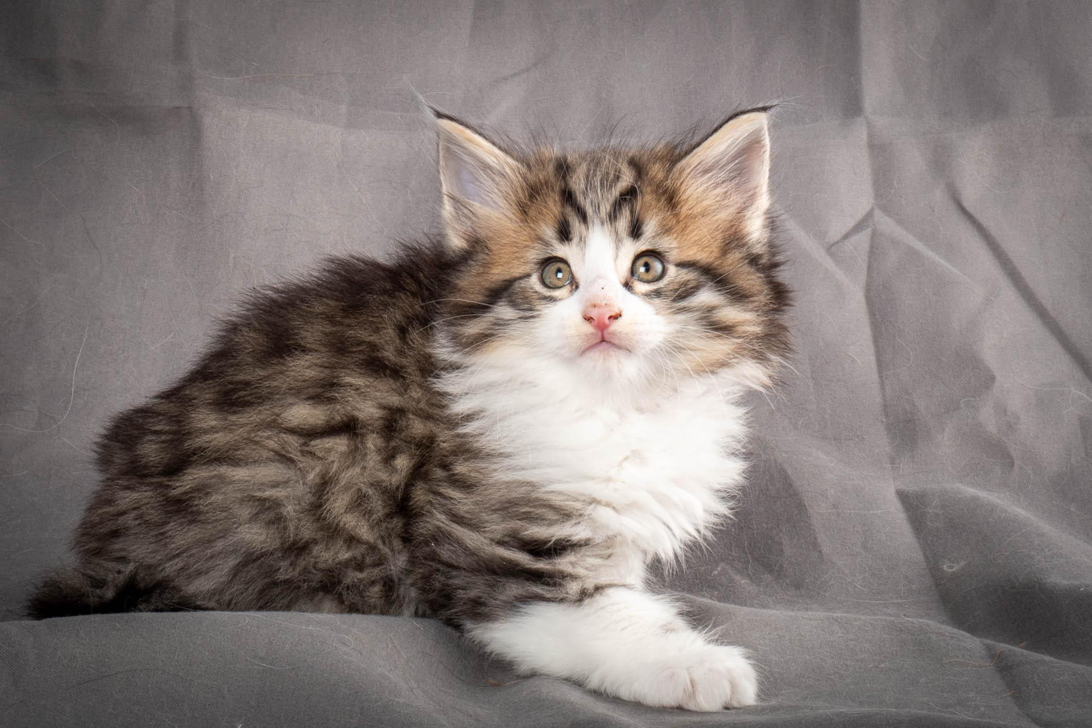 (N)Migoto's Yared, NFO n 09 24