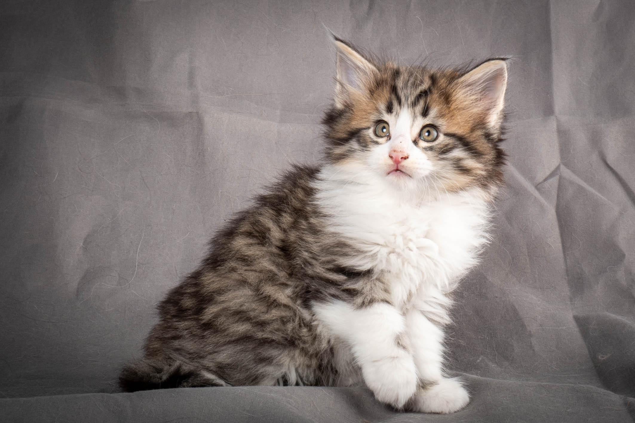 (N)Migoto's Yared, NFO n 09 24