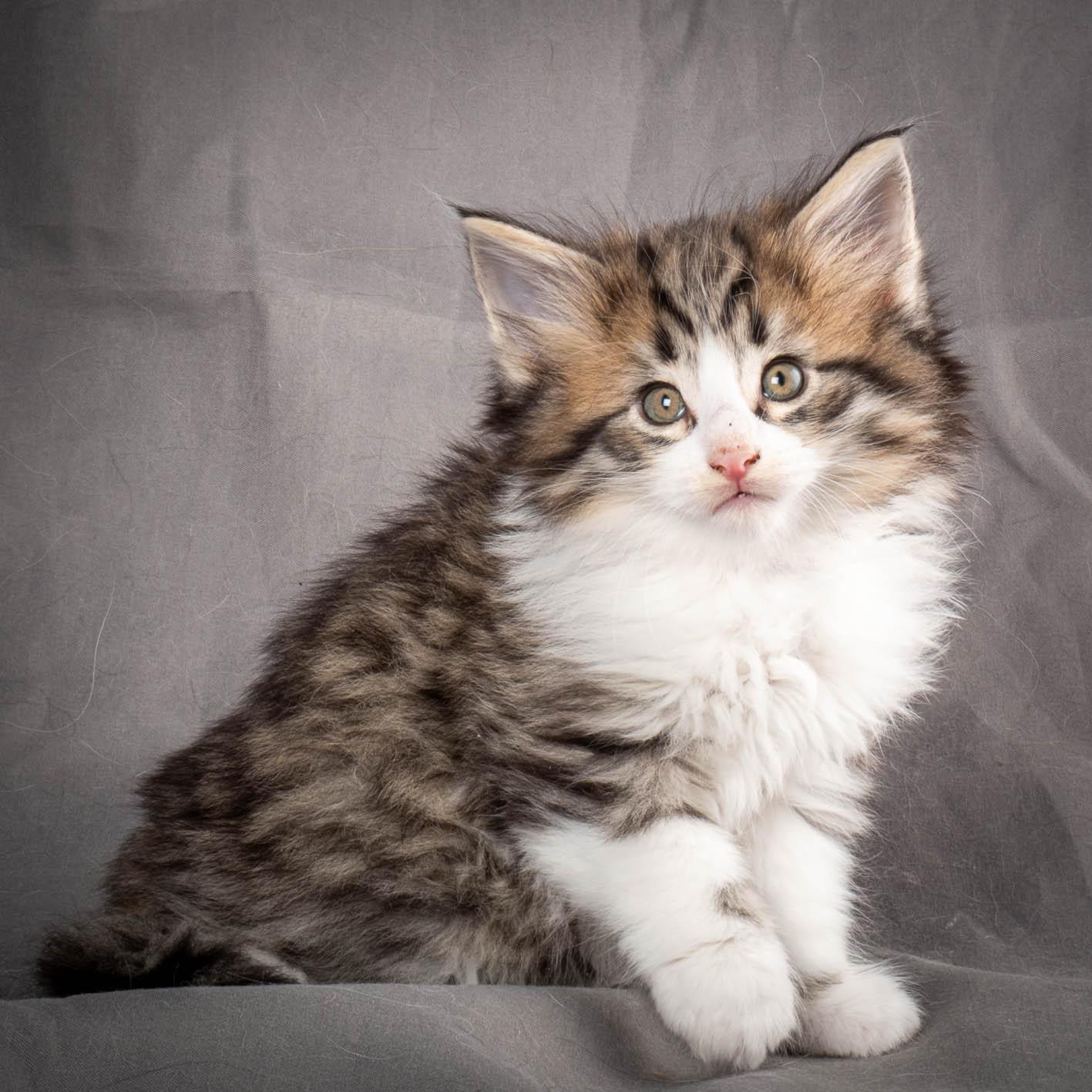 (N)Migoto's Yared, NFO n 09 24