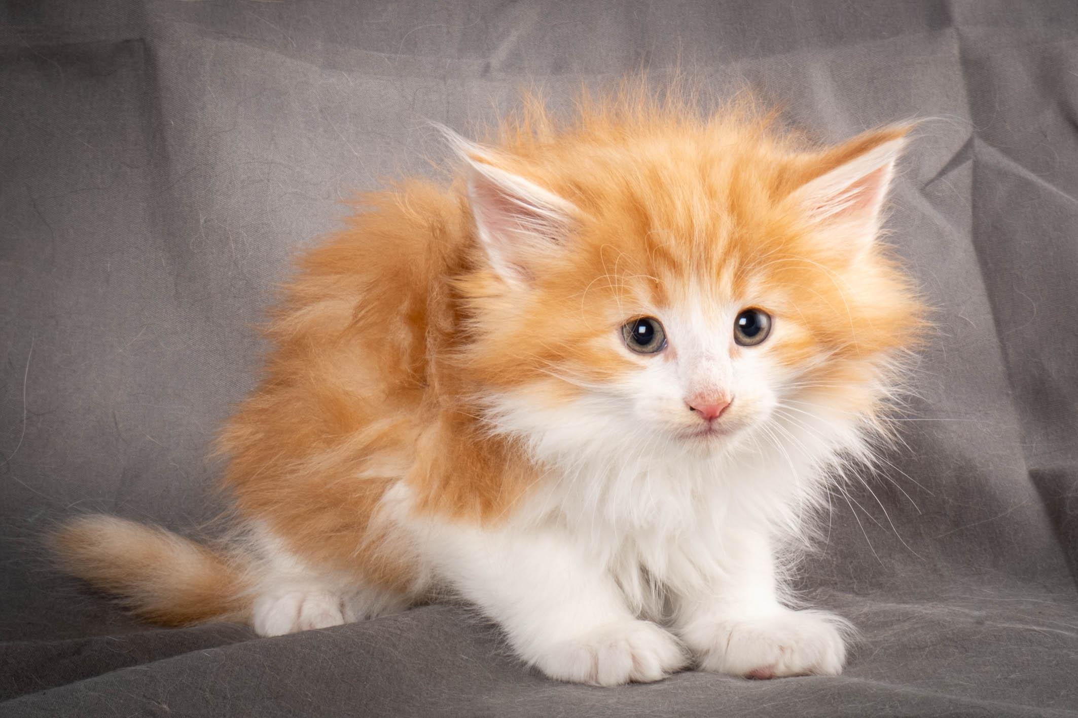 (N)Migoto's Yeti, NFO d 09 22