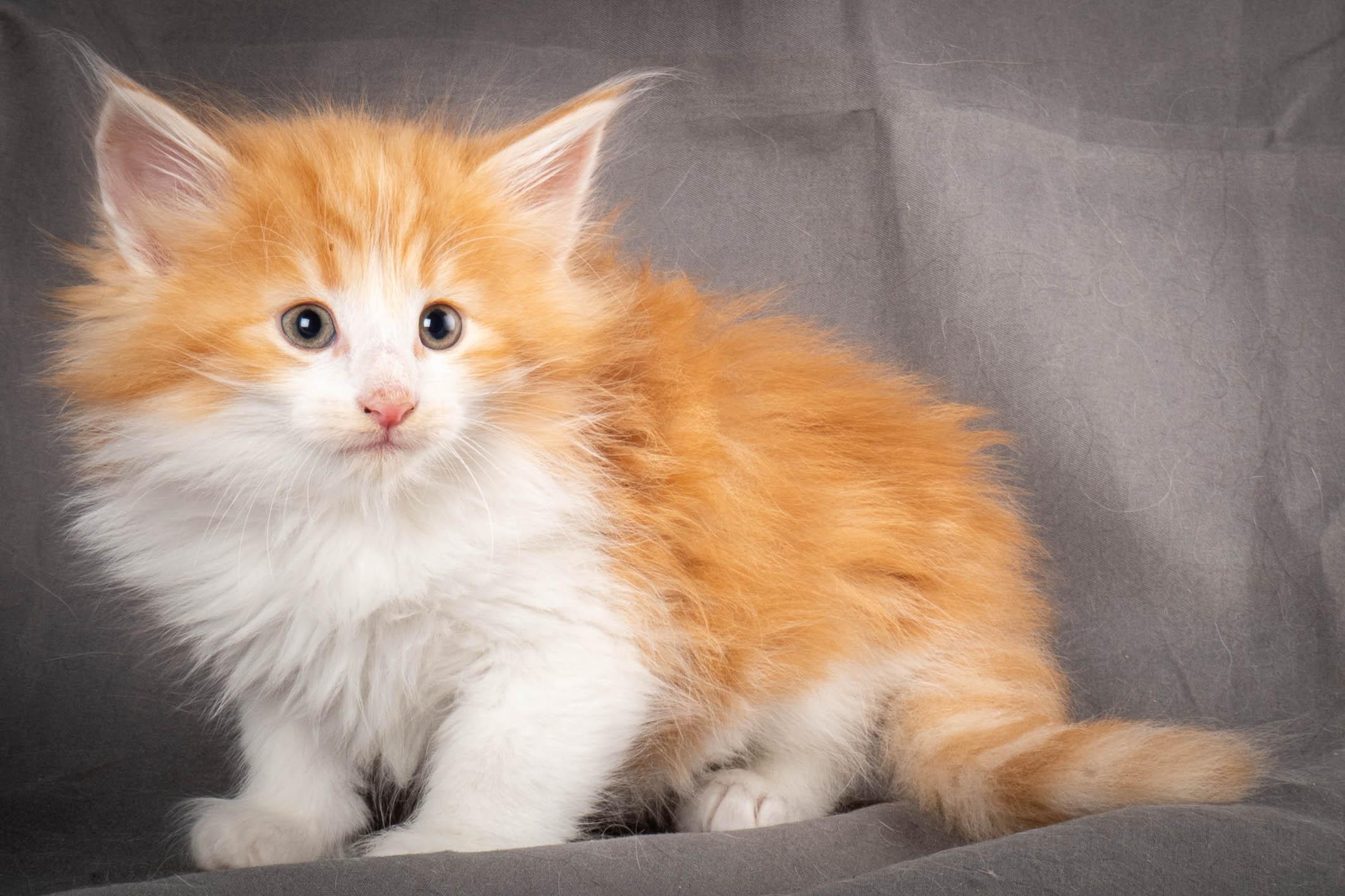 (N)Migoto's Yeti, NFO d 09 22