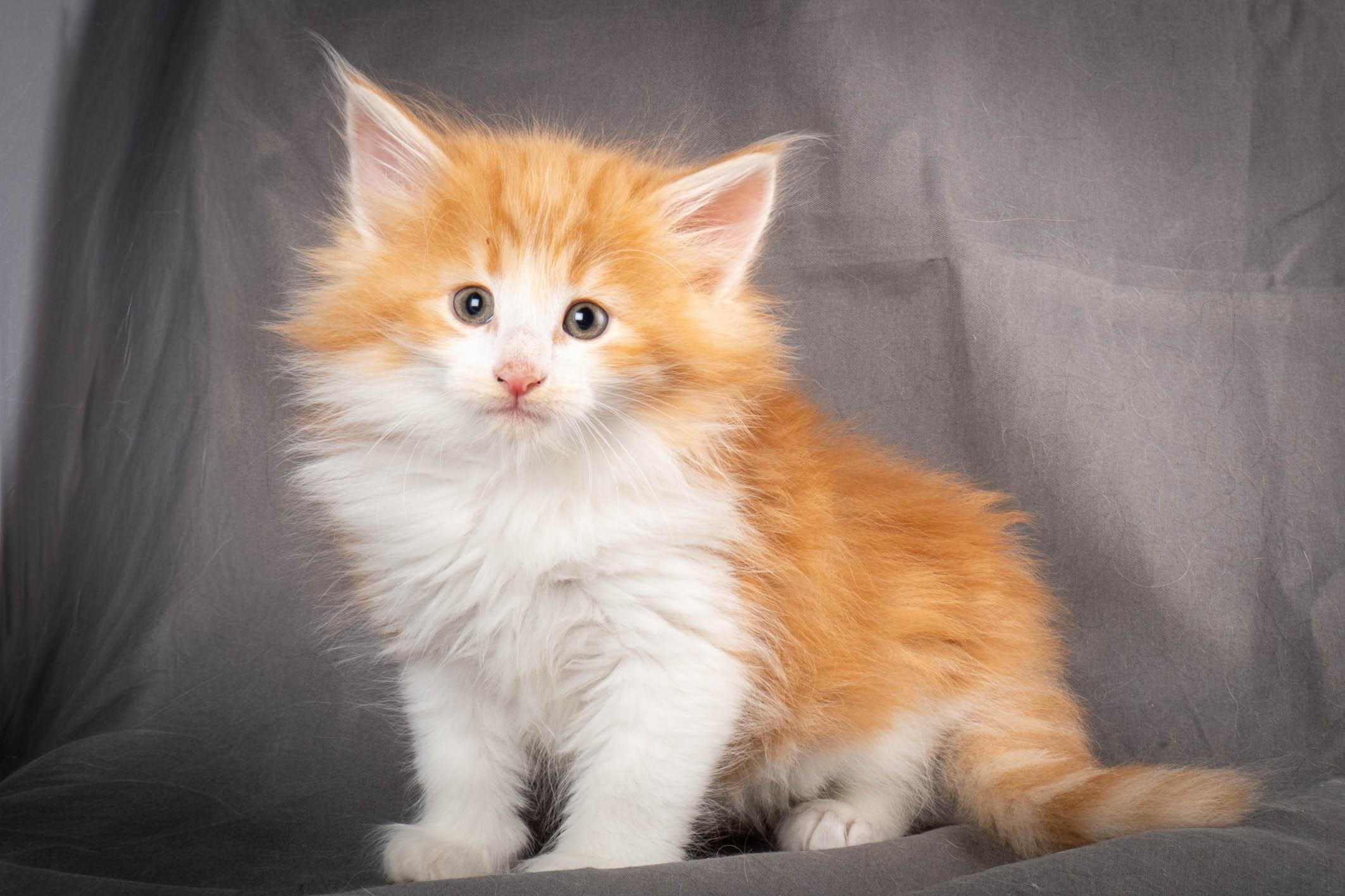 (N)Migoto's Yeti, NFO d 09 22