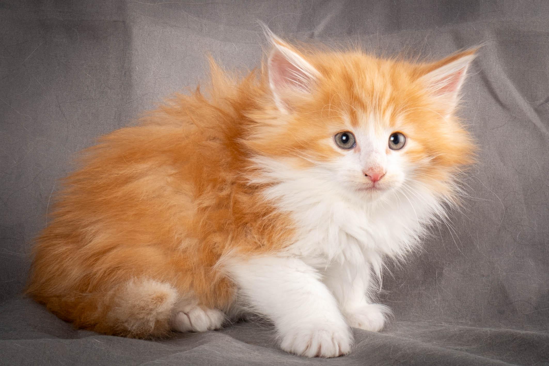 (N)Migoto's Yeti, NFO d 09 22