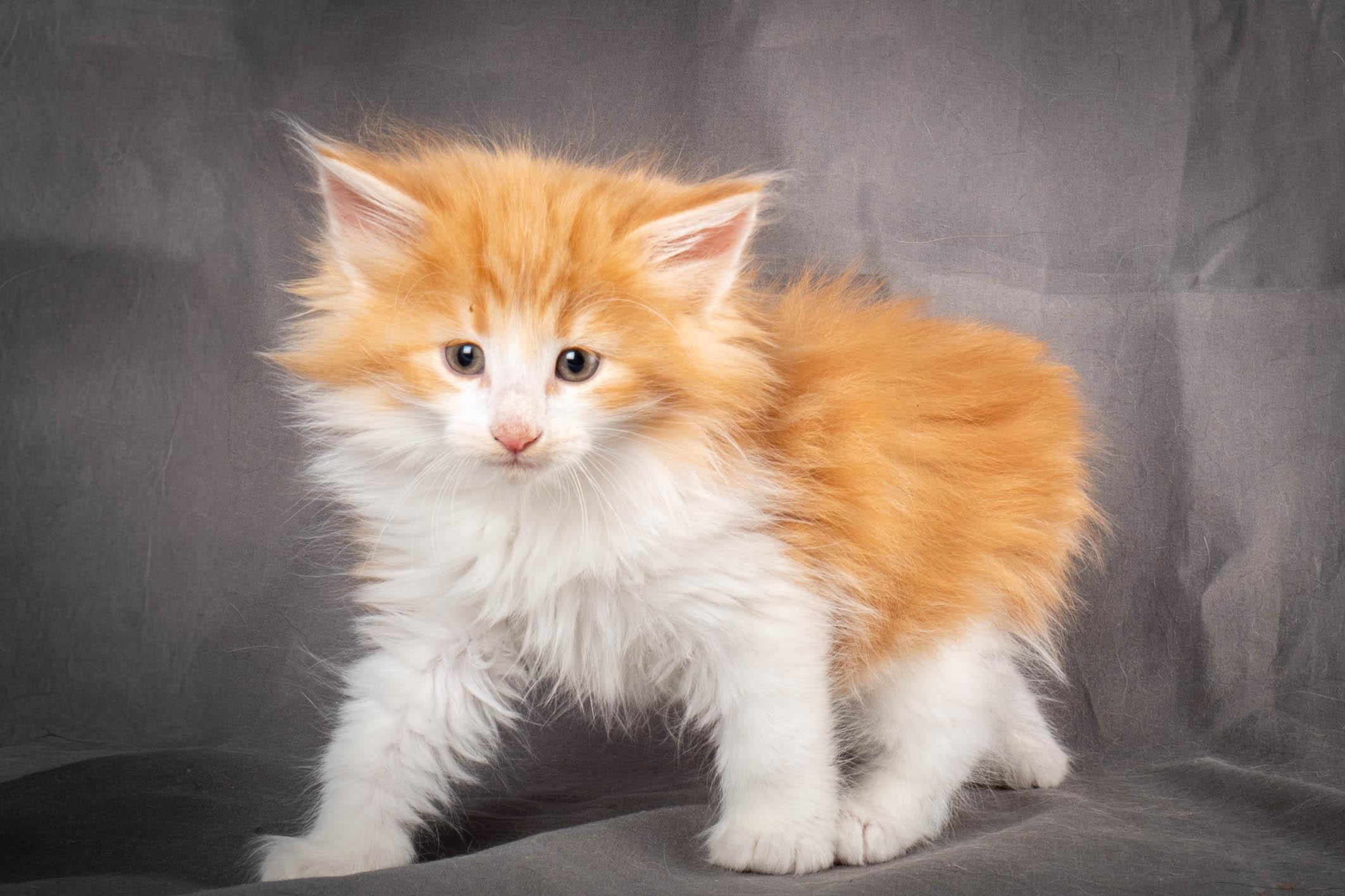 (N)Migoto's Yeti, NFO d 09 22