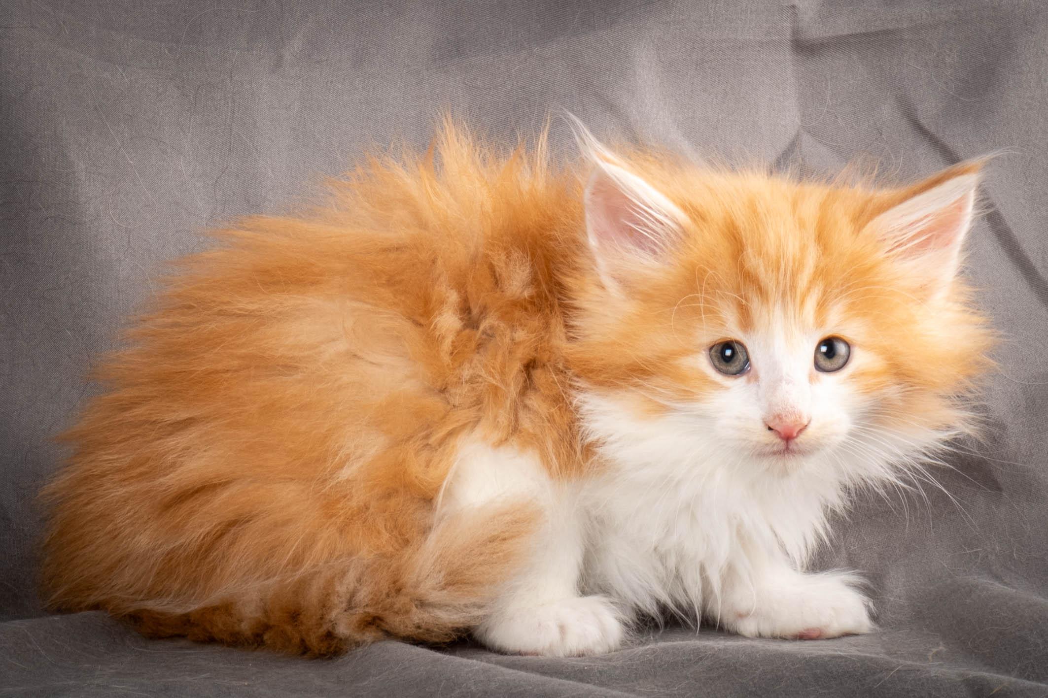 (N)Migoto's Yeti, NFO d 09 22