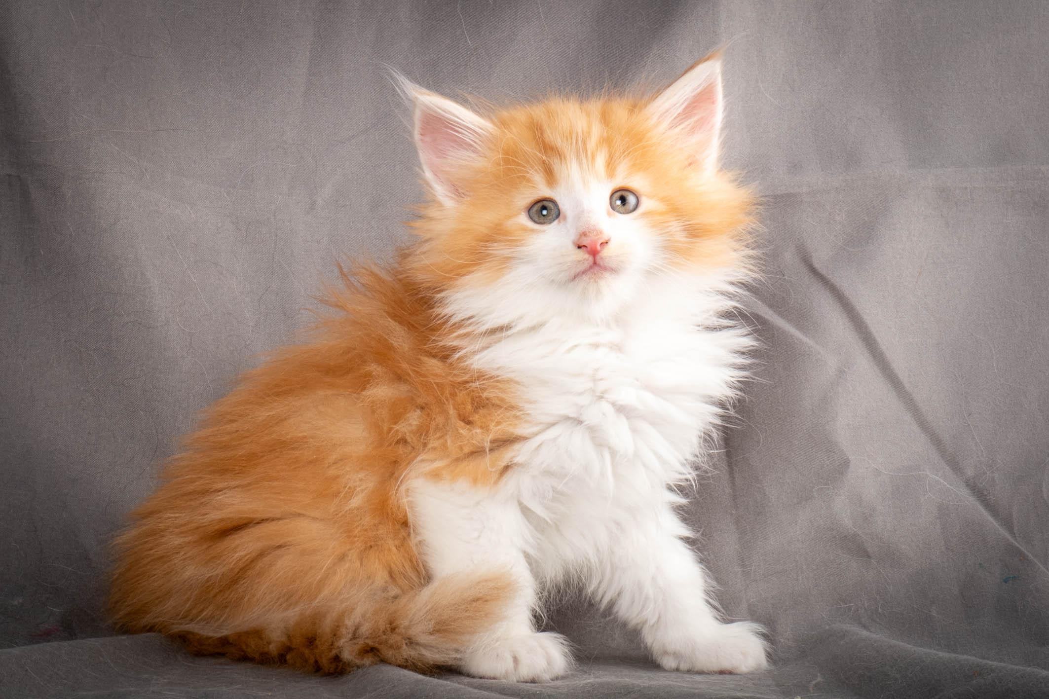 (N)Migoto's Yeti, NFO d 09 22