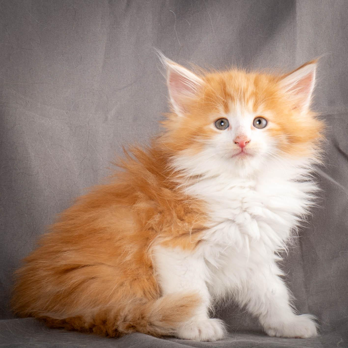 (N)Migoto's Yeti, NFO d 09 22