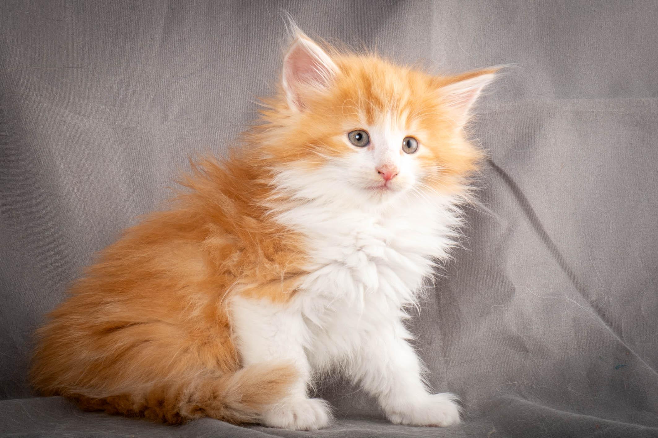 (N)Migoto's Yeti, NFO d 09 22