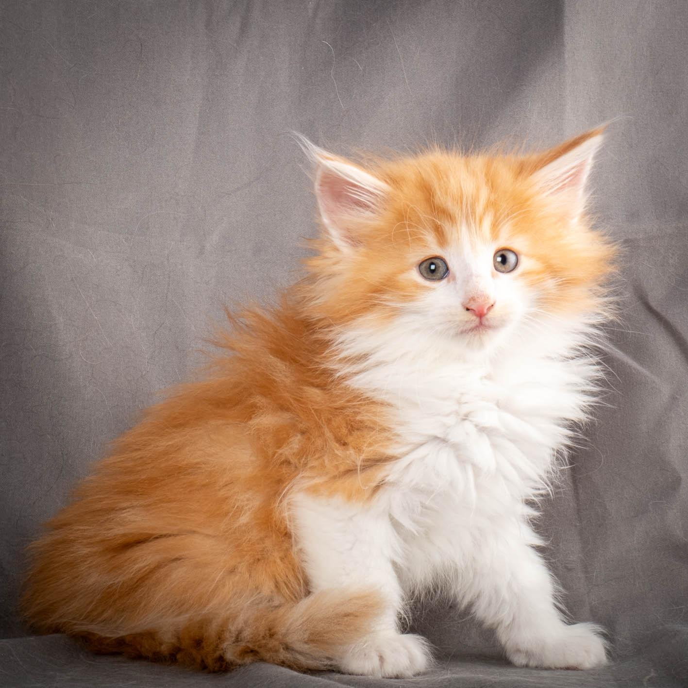 (N)Migoto's Yeti, NFO d 09 22