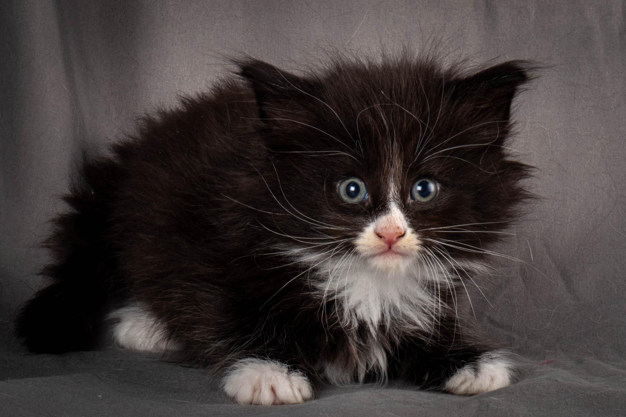 (N)Migoto's Yatzy, NFO n 09