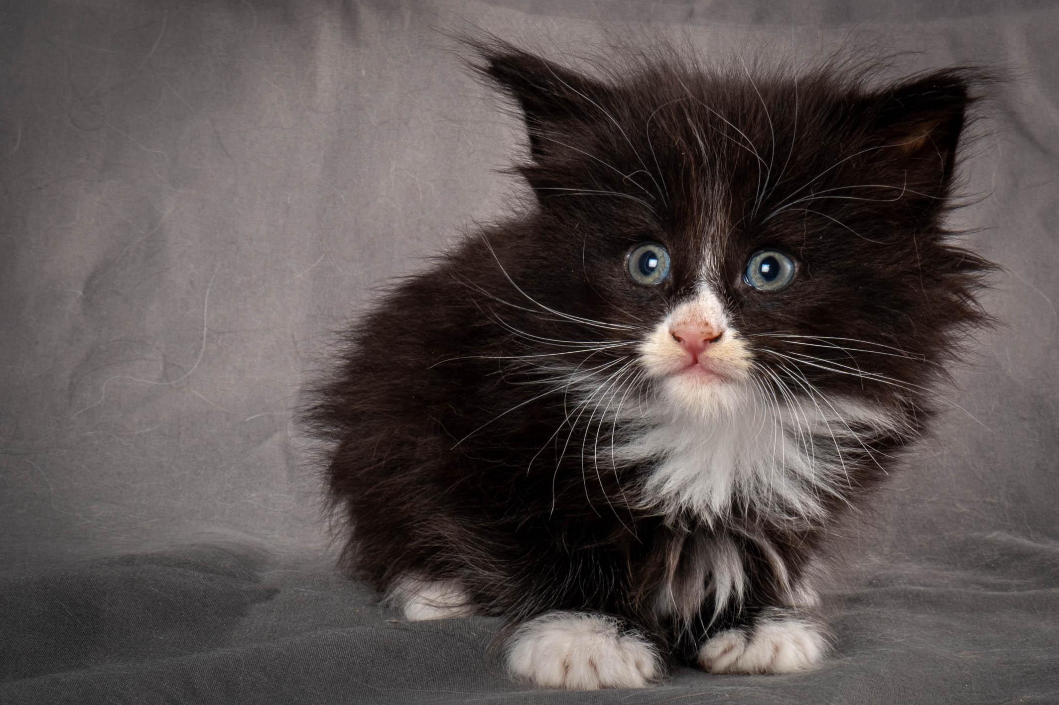 (N)Migoto's Yatzy, NFO n 09