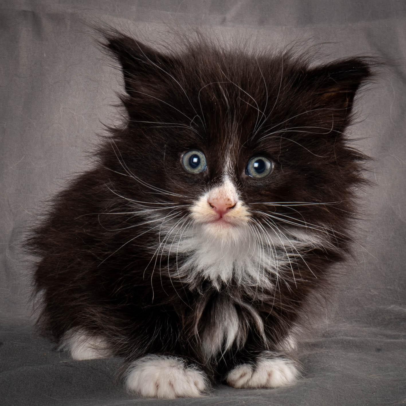 (N)Migoto's Yatzy, NFO n 09