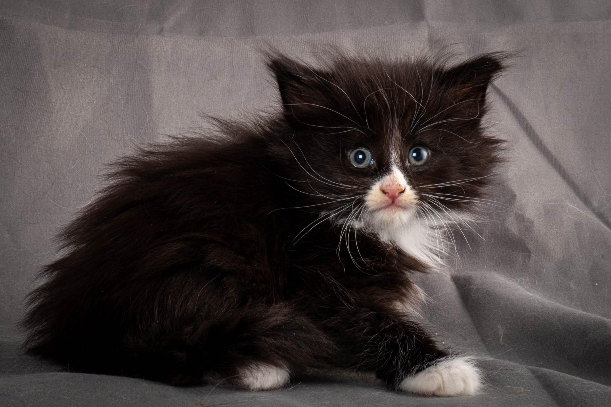 (N)Migoto's Yatzy, NFO n 09