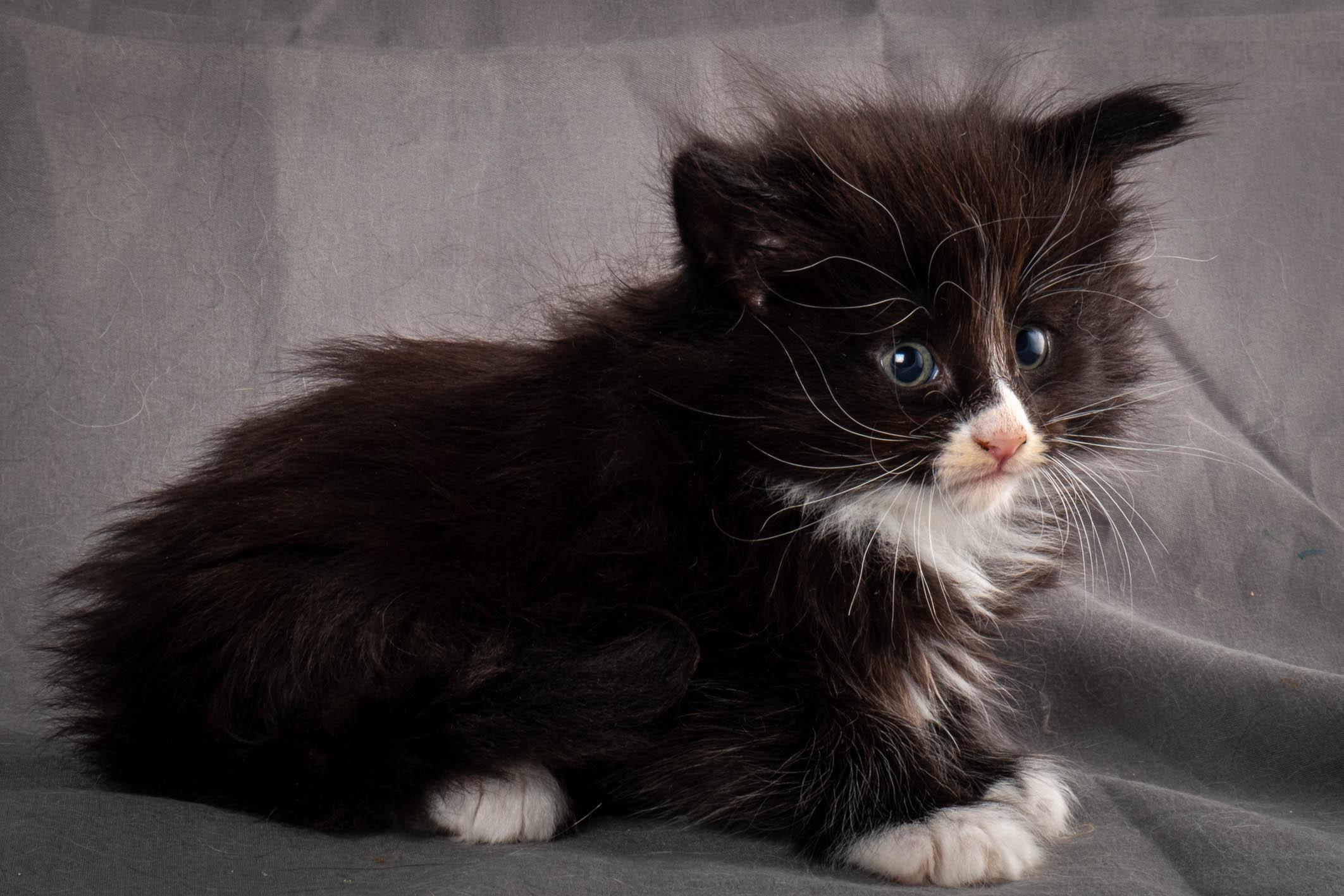 (N)Migoto's Yatzy, NFO n 09