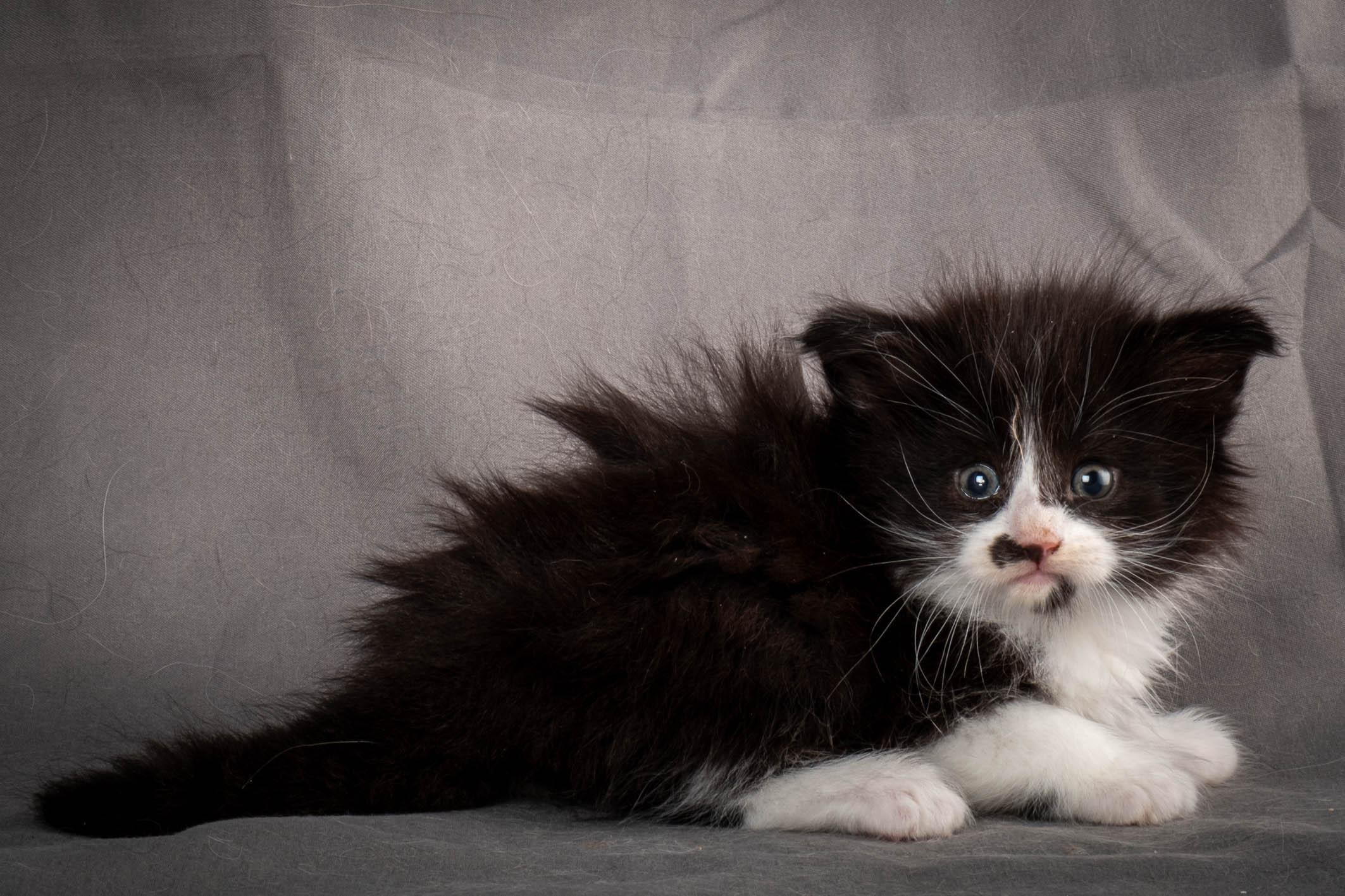 (N)Migoto's Yonna, NFO n 09