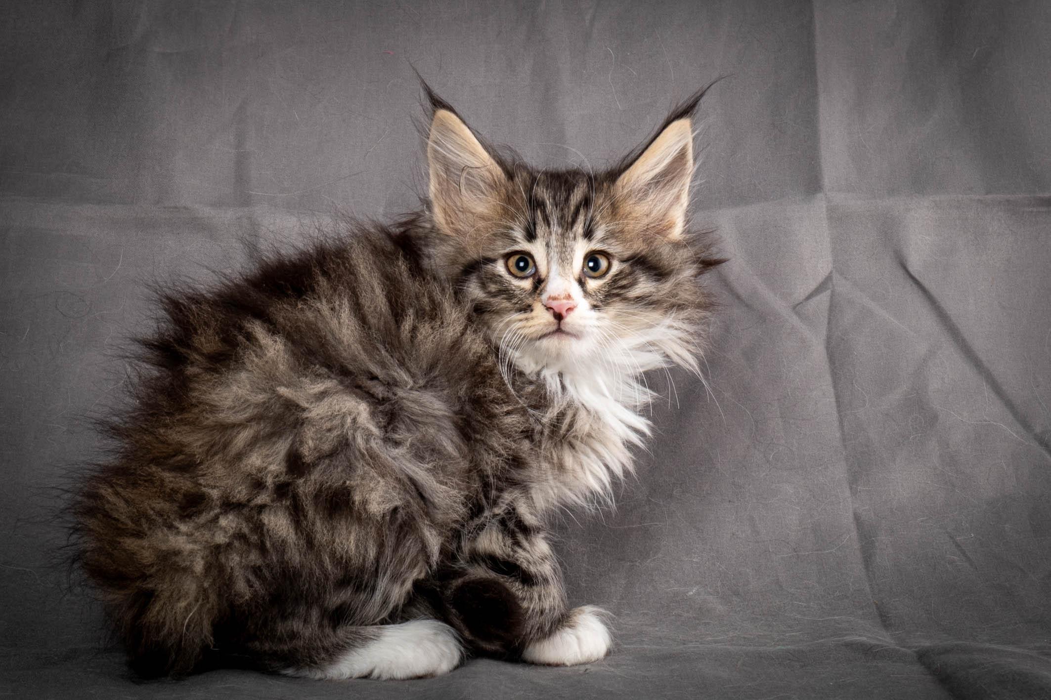 (N)Migoto's Yami, NFO n 09 24