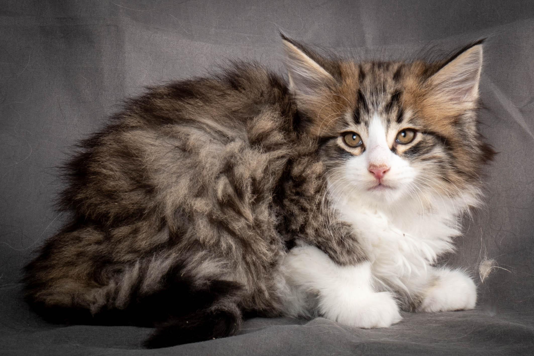 (N)Migoto's Yared, NFO n 09 24