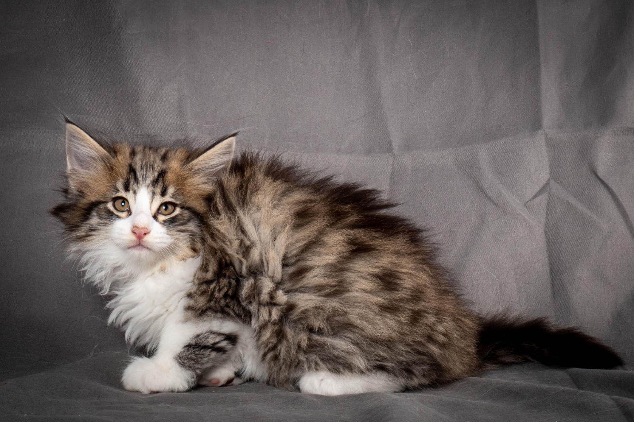 (N)Migoto's Yared, NFO n 09 24