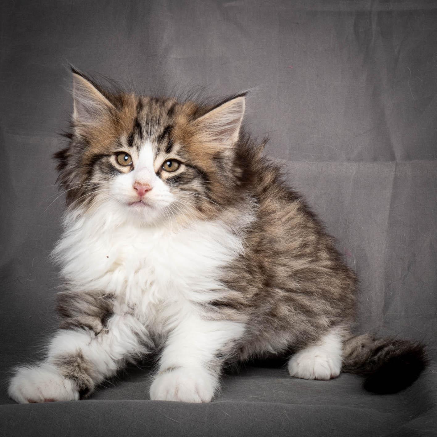 (N)Migoto's Yared, NFO n 09 24