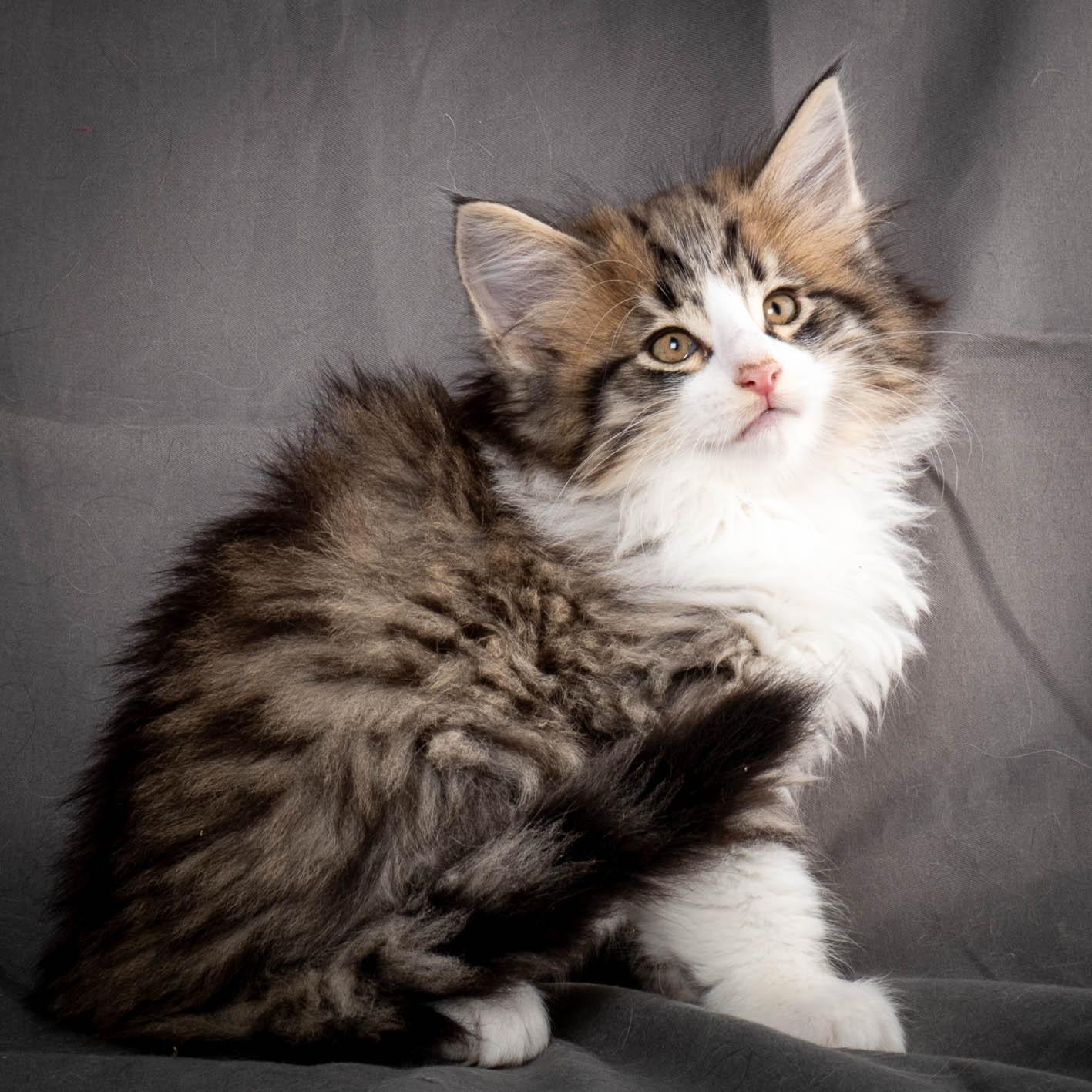 (N)Migoto's Yared, NFO n 09 24