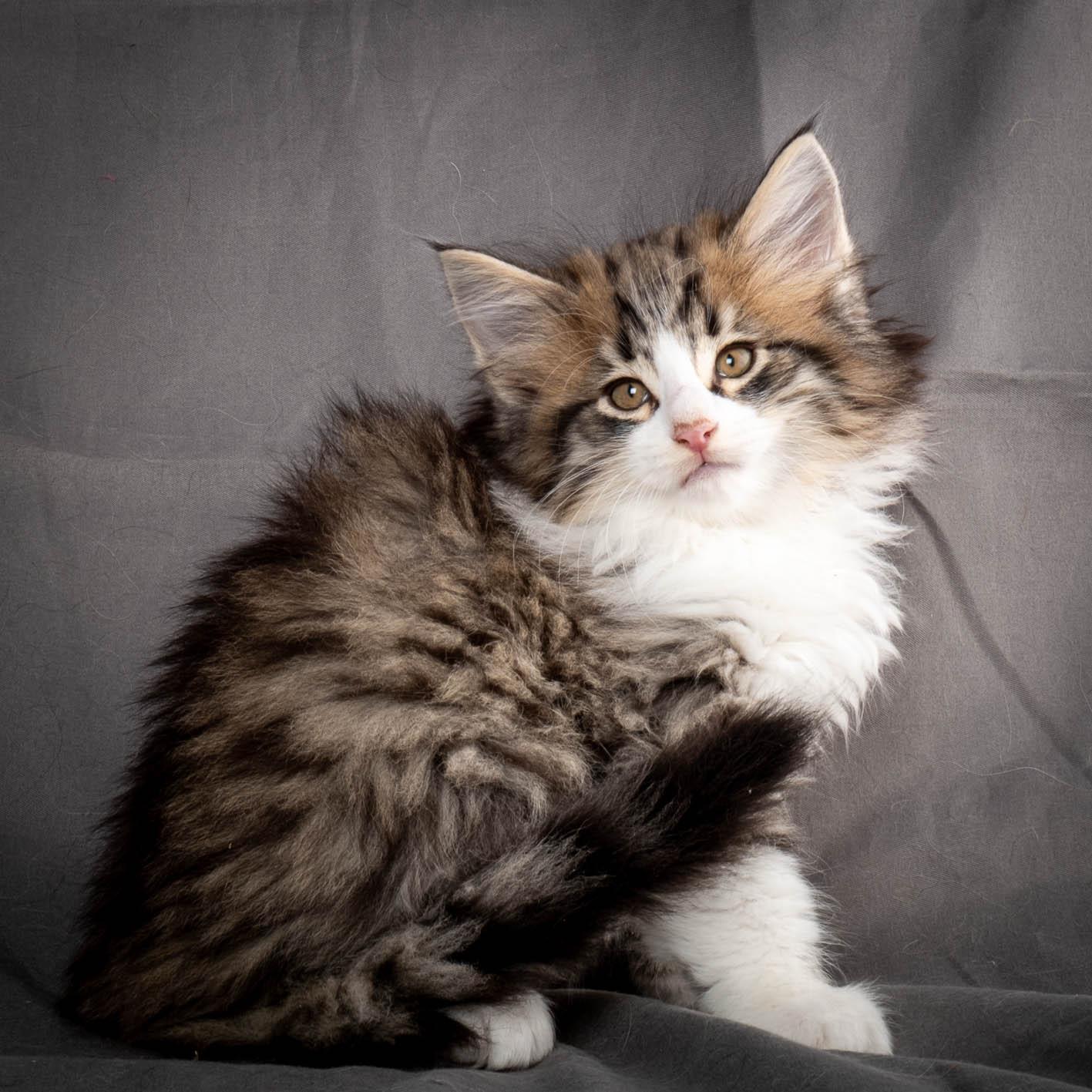 (N)Migoto's Yared, NFO n 09 24