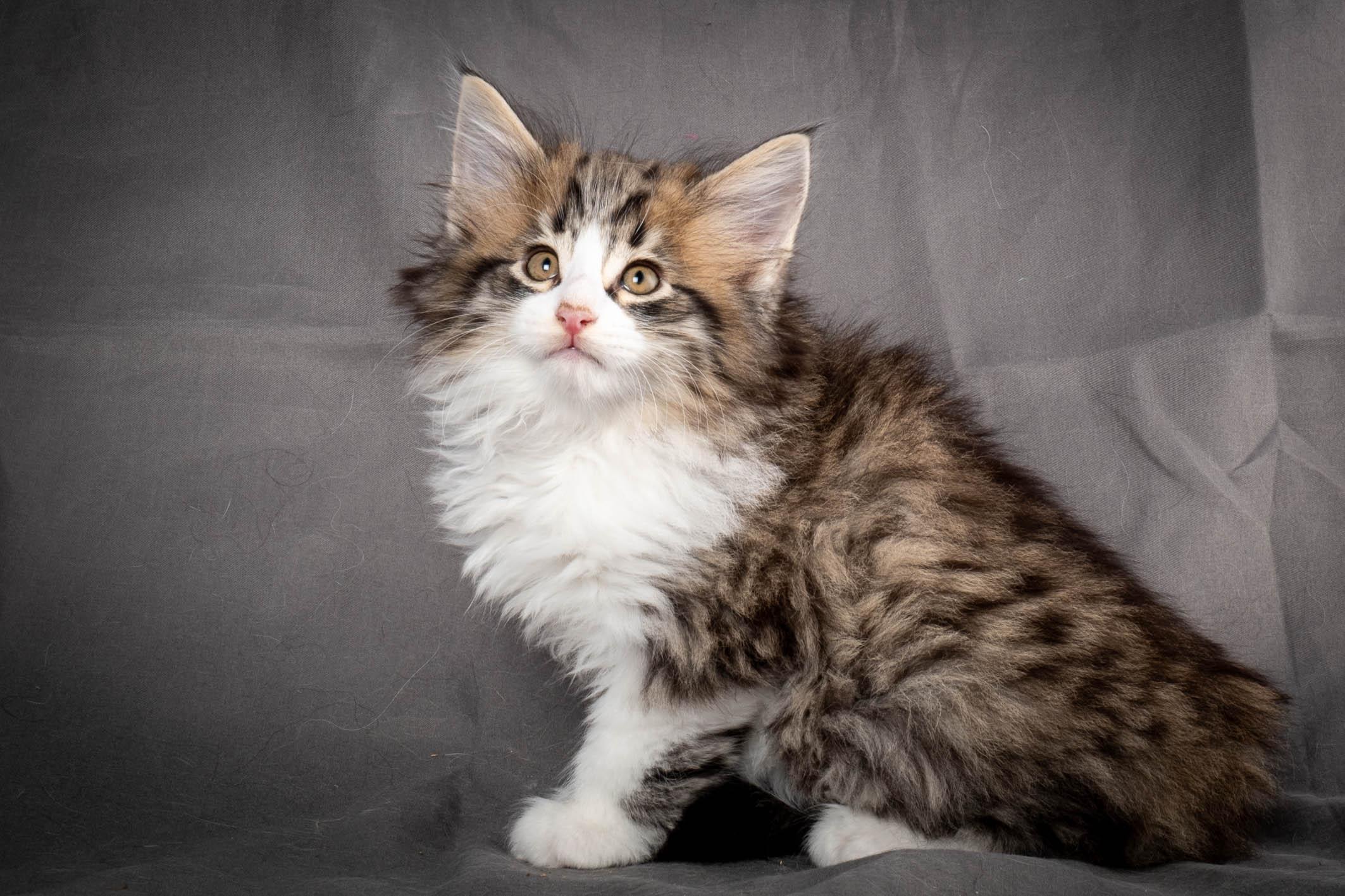 (N)Migoto's Yared, NFO n 09 24