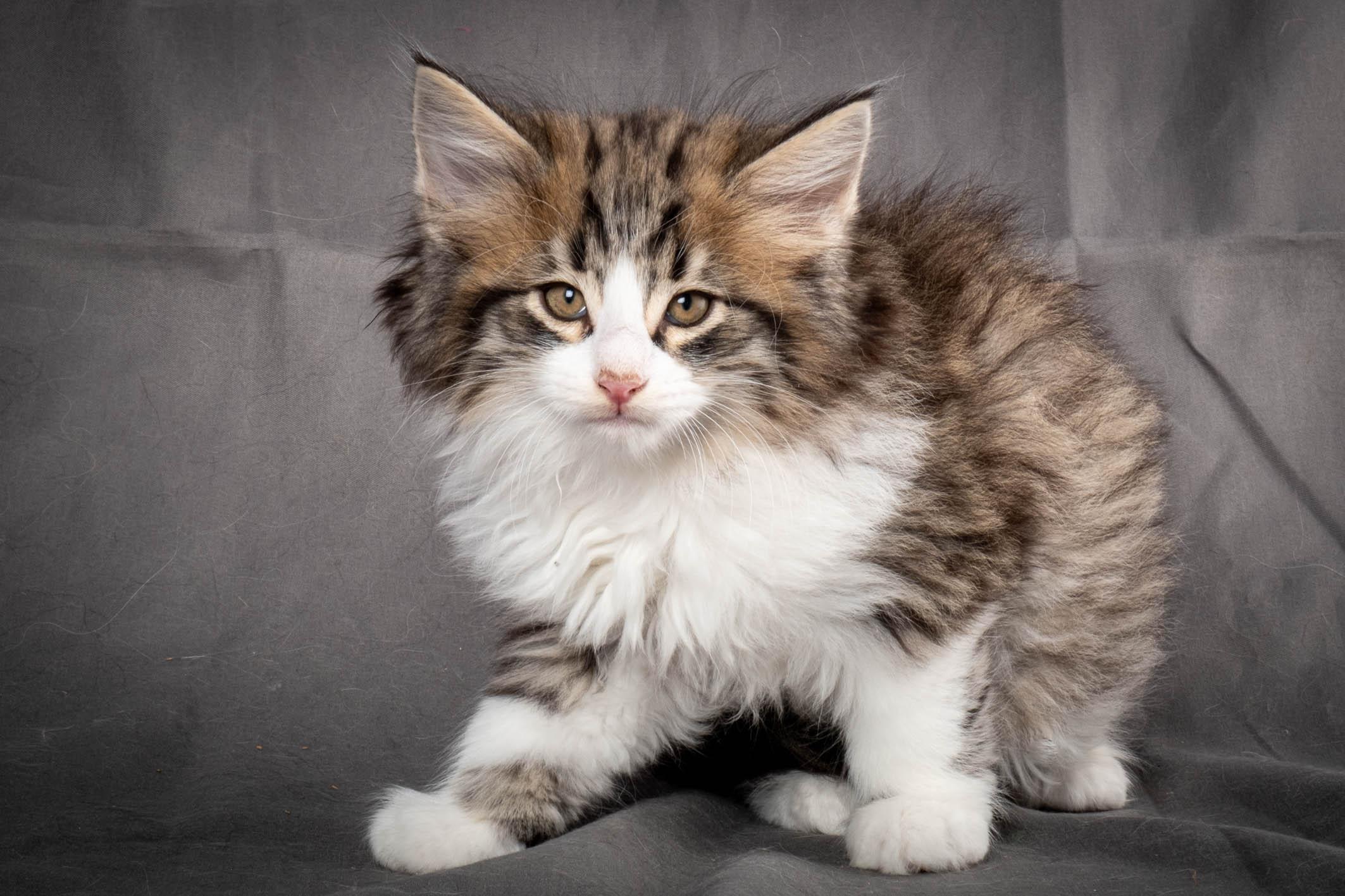 (N)Migoto's Yared, NFO n 09 24