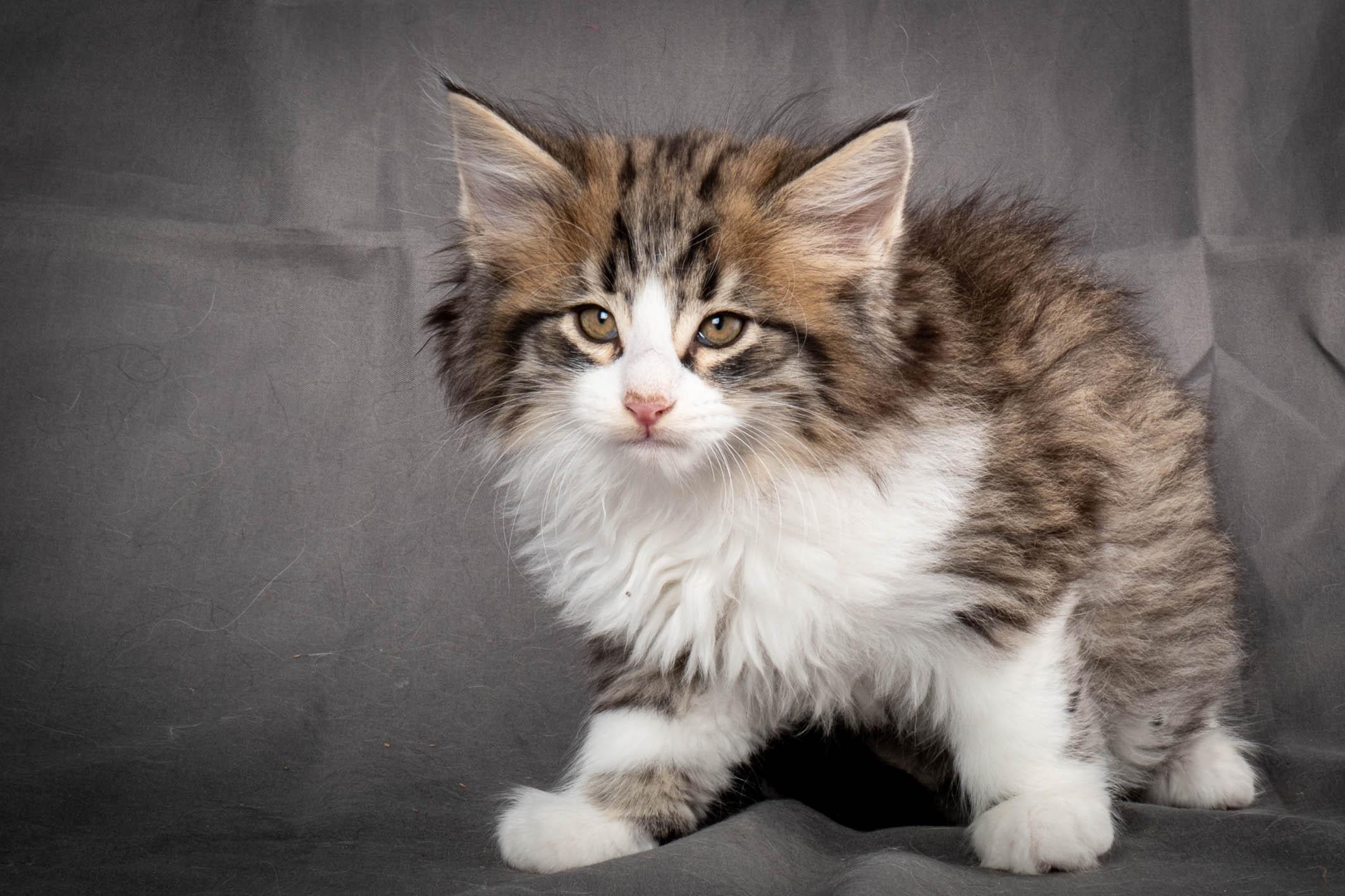 (N)Migoto's Yared, NFO n 09 24