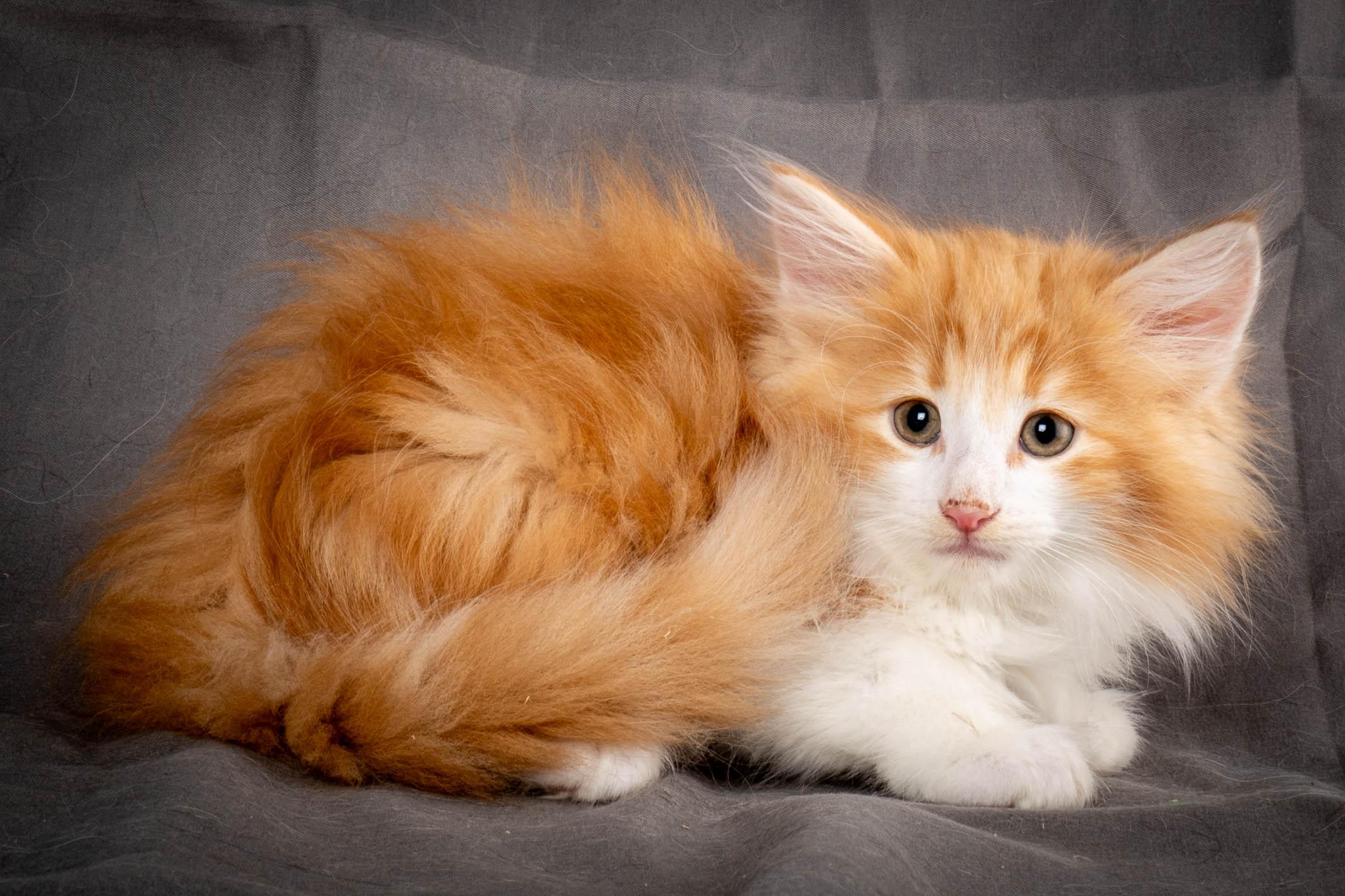 (N)Migoto's Yeti, NFO d 09 22