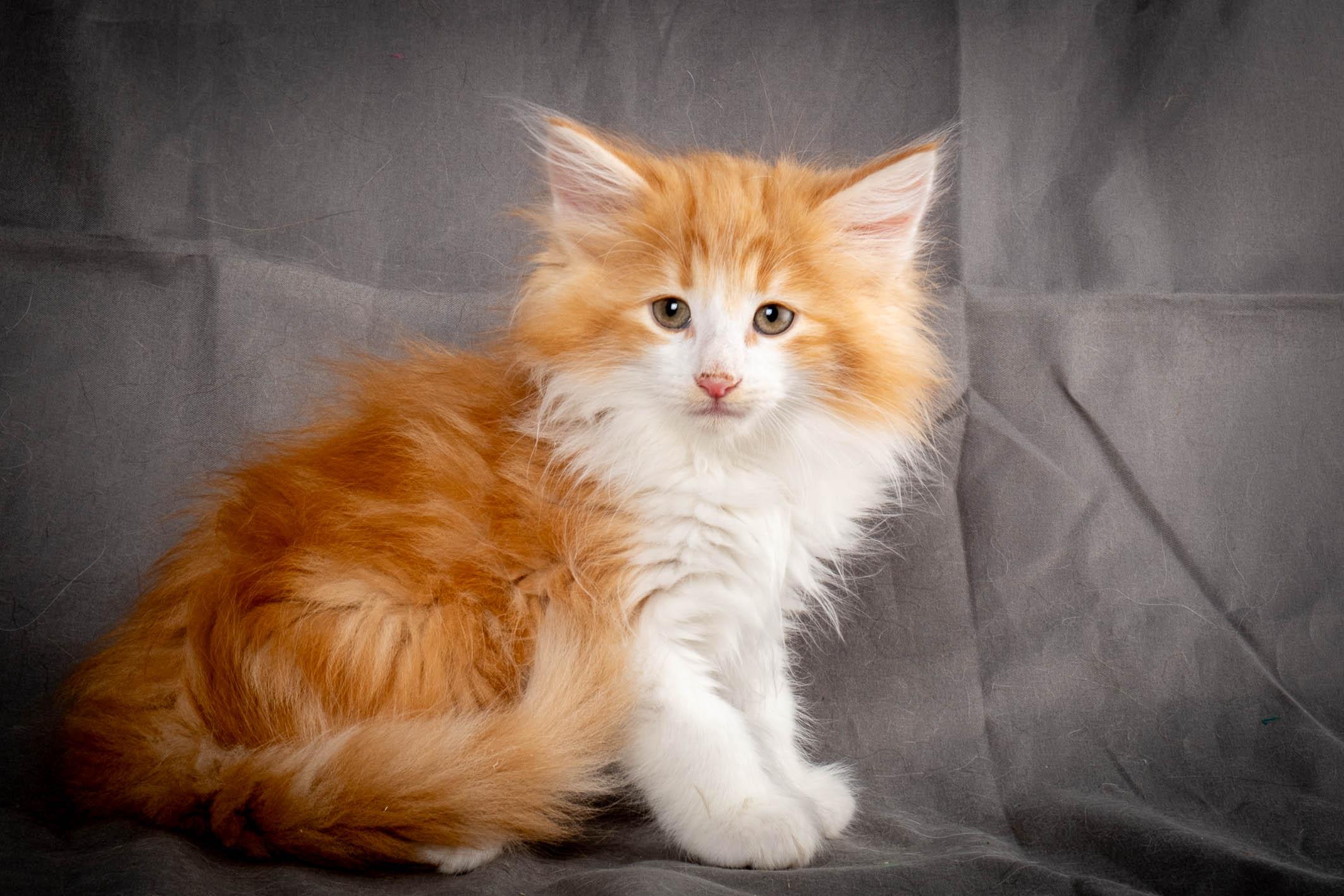 (N)Migoto's Yeti, NFO d 09 22