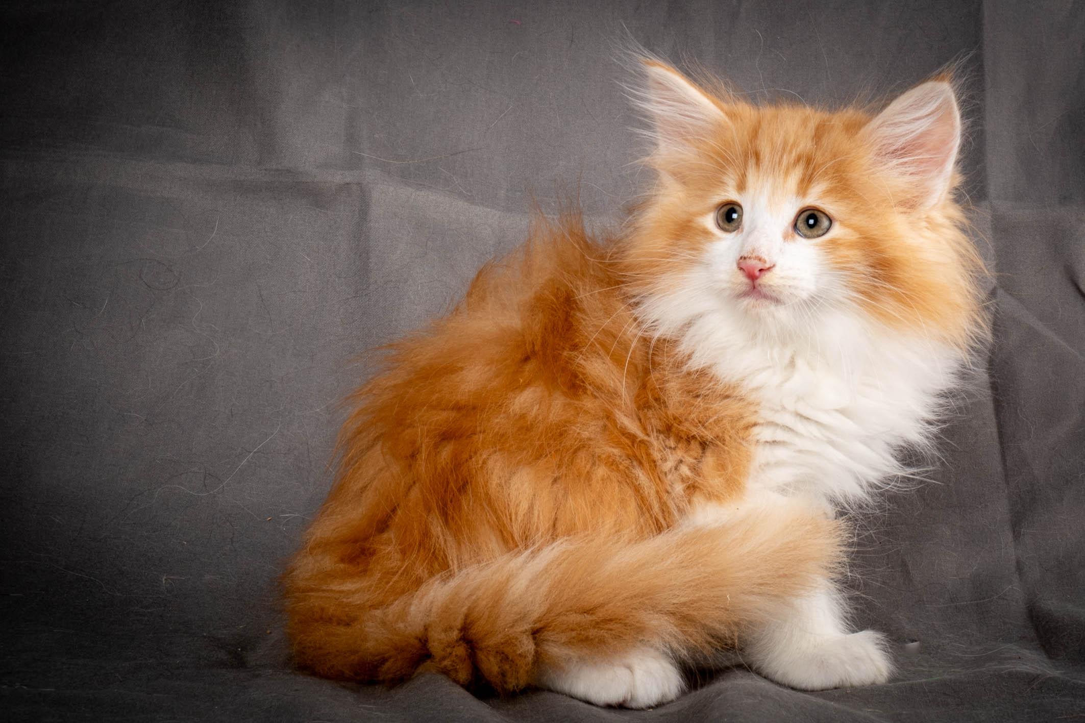 (N)Migoto's Yeti, NFO d 09 22