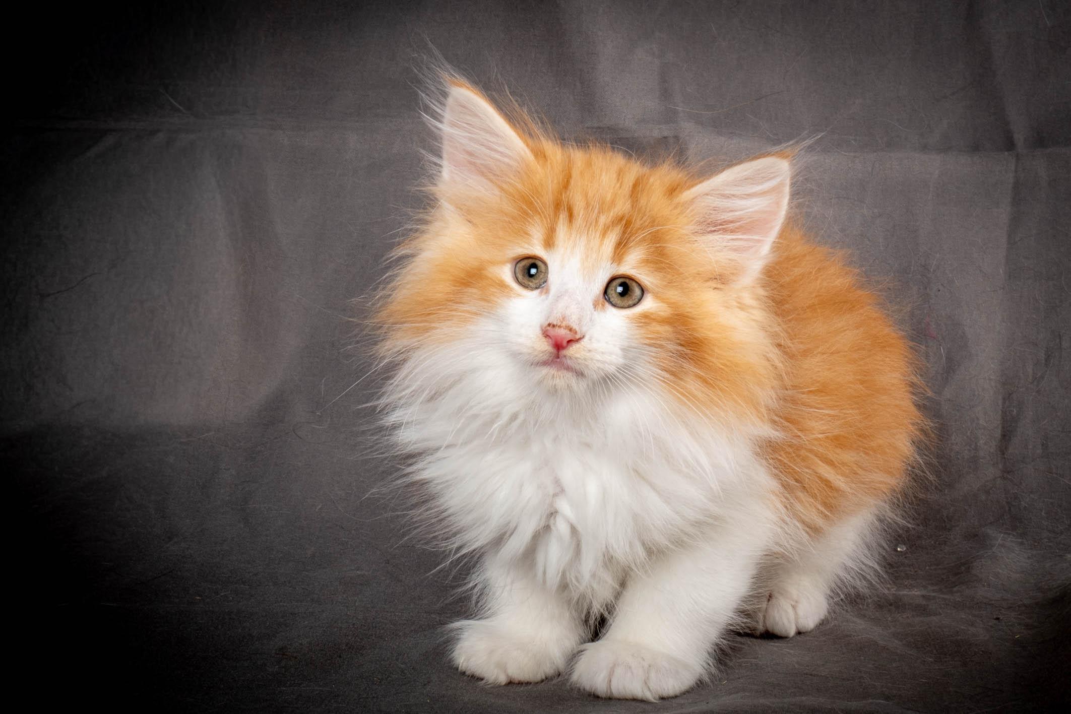 (N)Migoto's Yeti, NFO d 09 22