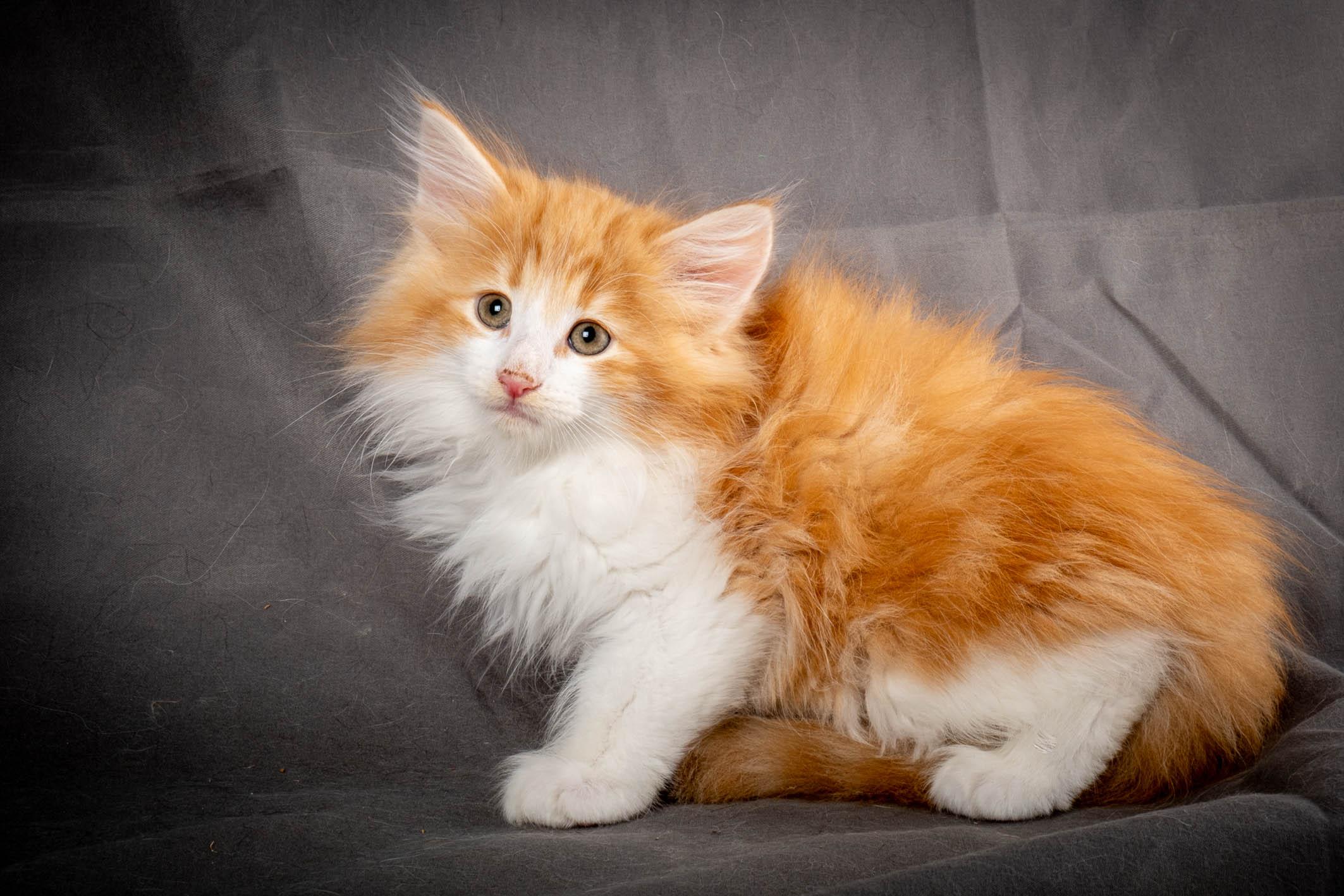 (N)Migoto's Yeti, NFO d 09 22