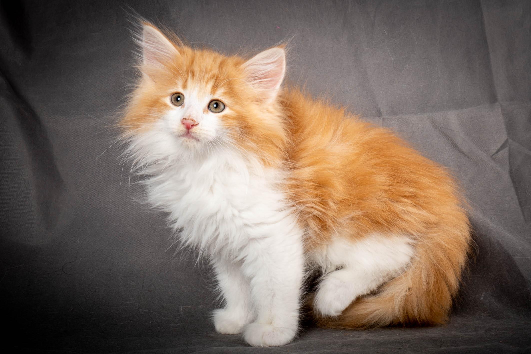 (N)Migoto's Yeti, NFO d 09 22