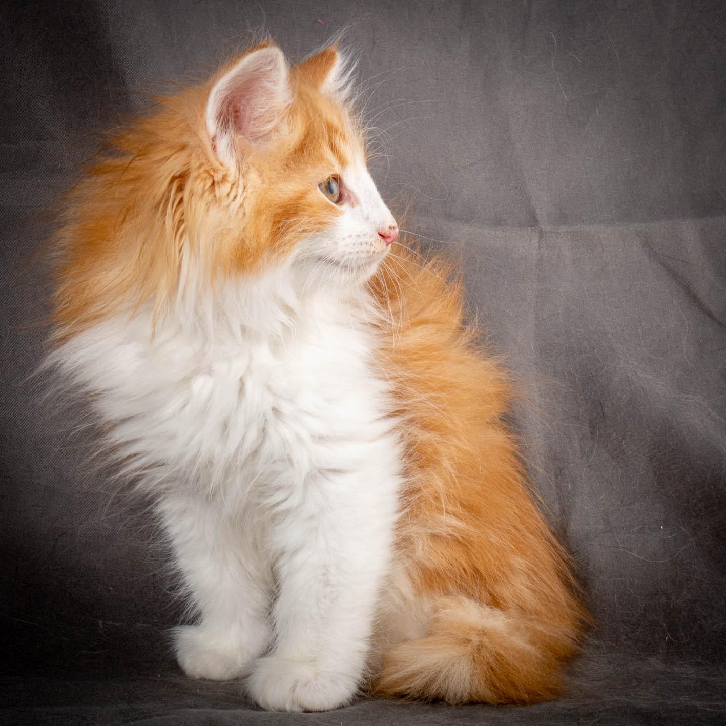 (N)Migoto's Yeti, NFO d 09 22