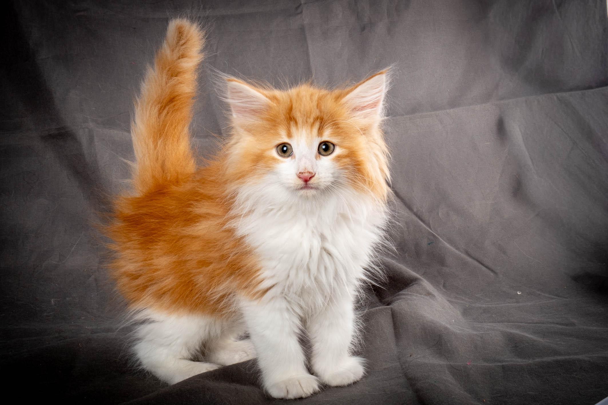 (N)Migoto's Yeti, NFO d 09 22