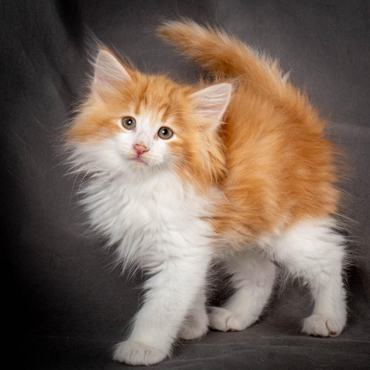 (N)Migoto's Yeti, NFO d 09 22