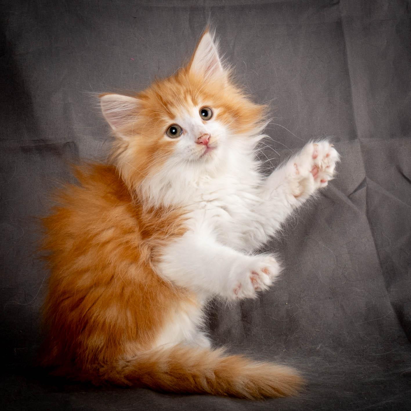 (N)Migoto's Yeti, NFO d 09 22