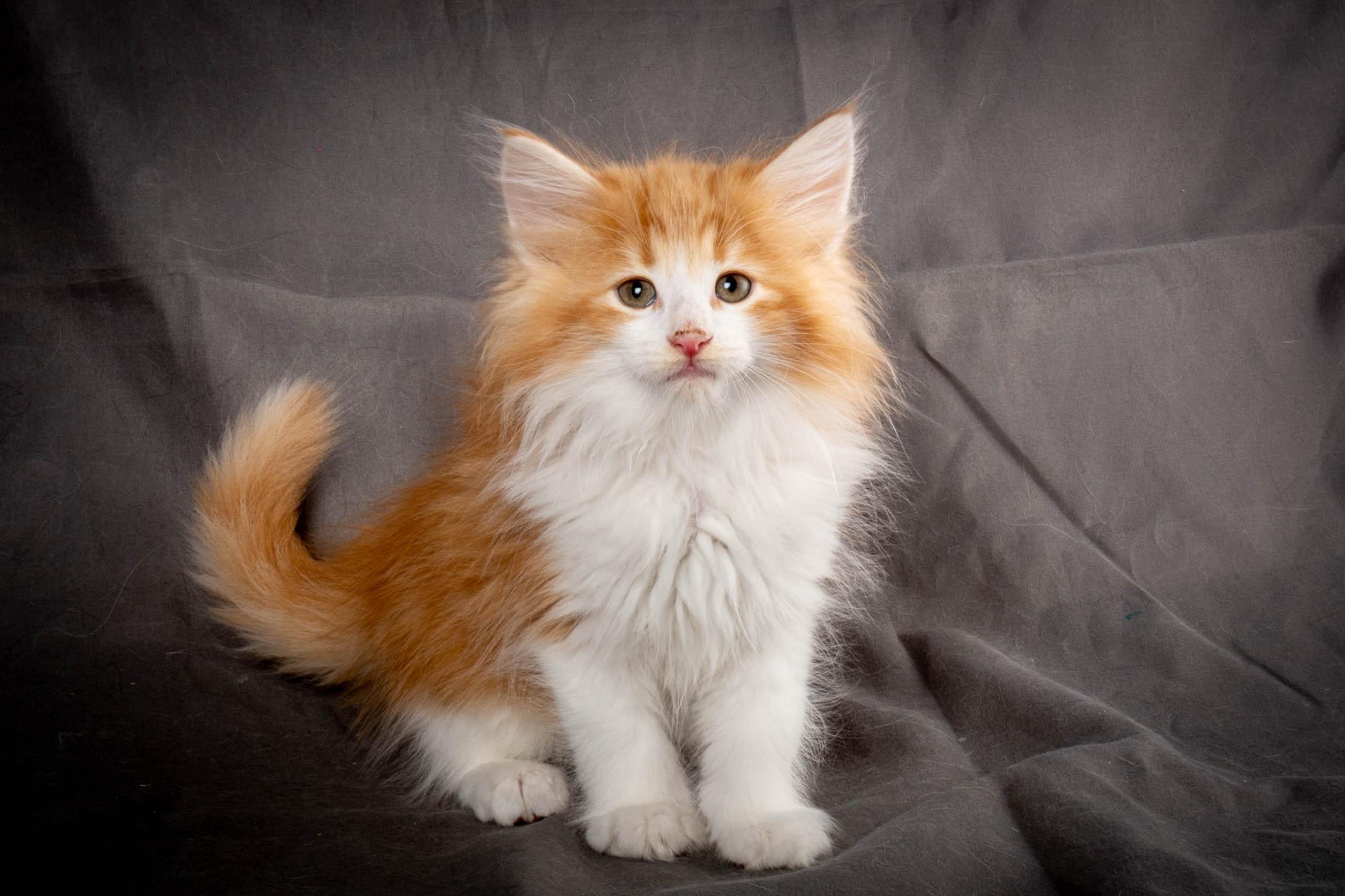 (N)Migoto's Yeti, NFO d 09 22