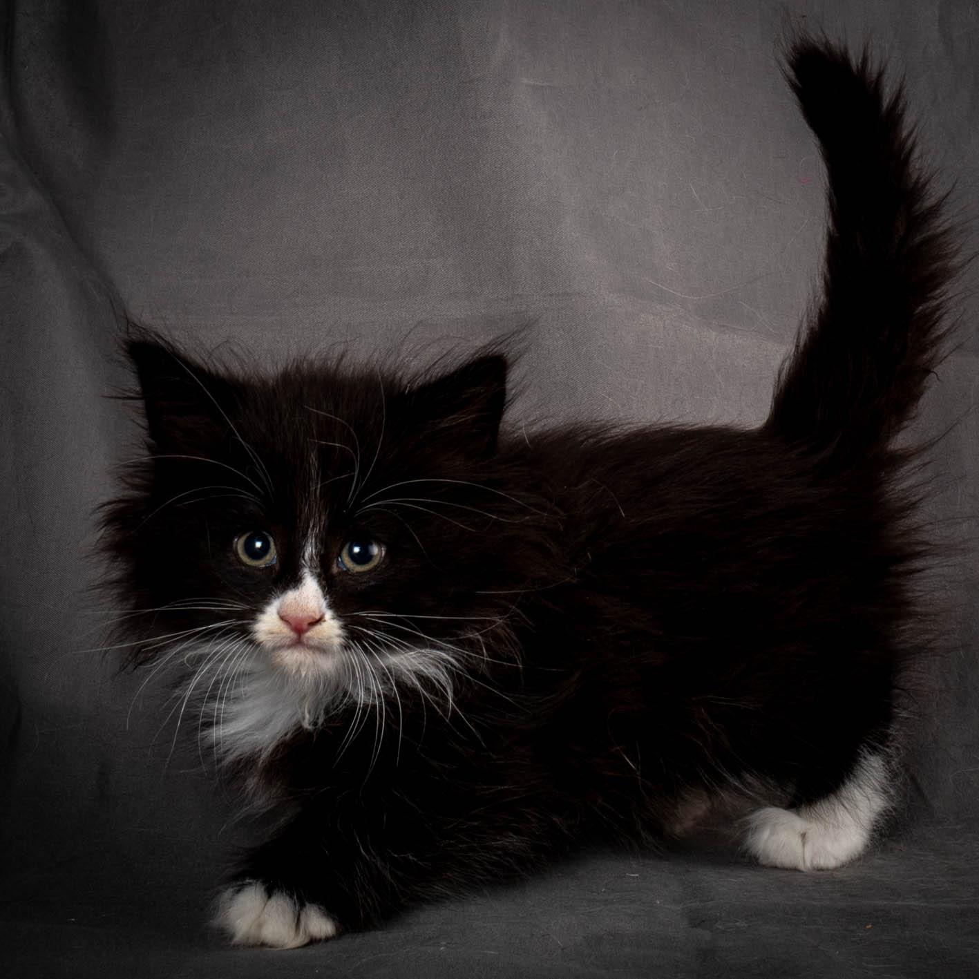 (N)Migoto's Yatzy, NFO n 09