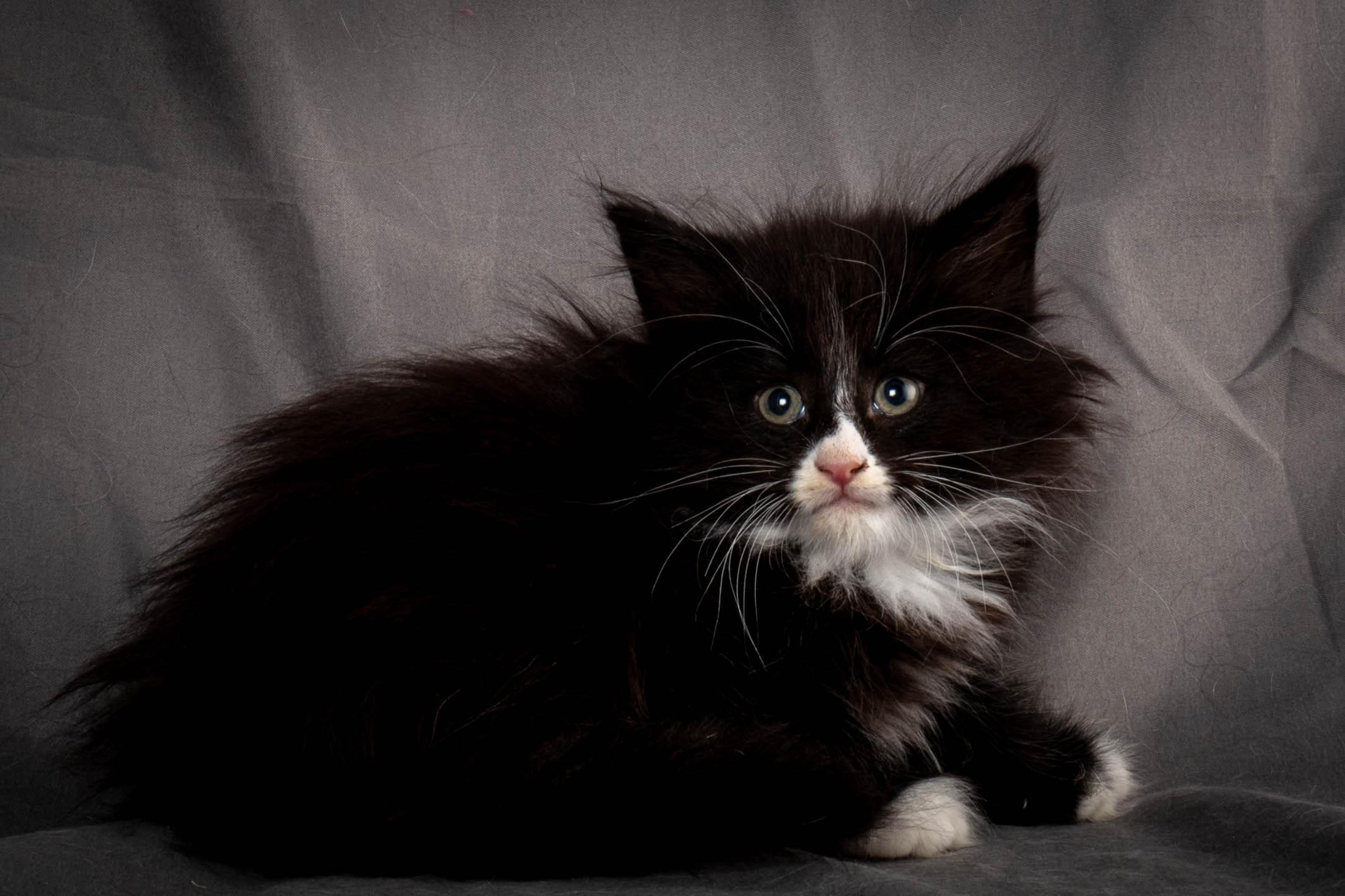 (N)Migoto's Yatzy, NFO n 09